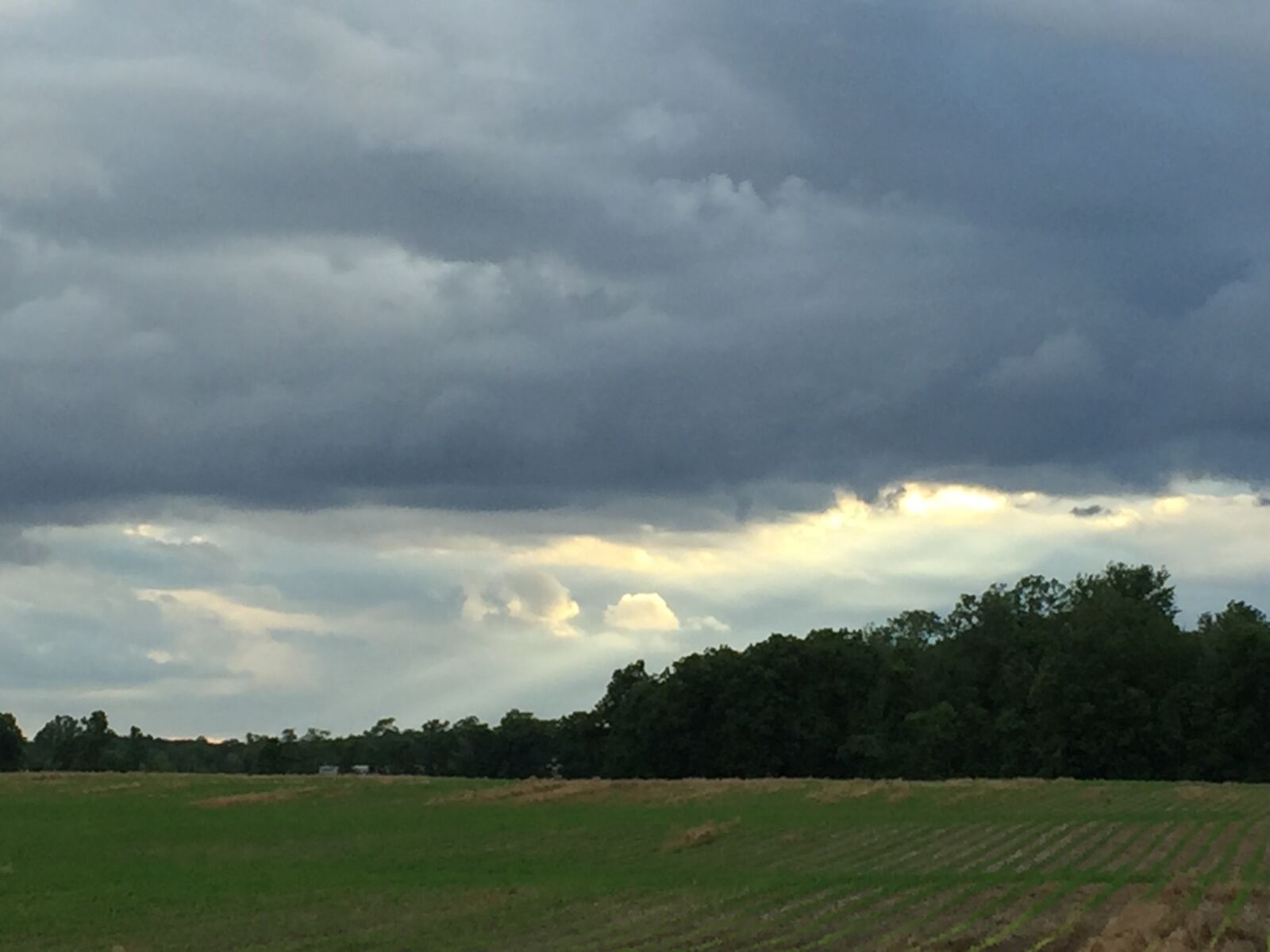 iPhone 6 back camera 4.15mm f/2.2 sample photo. Golden, sky photography