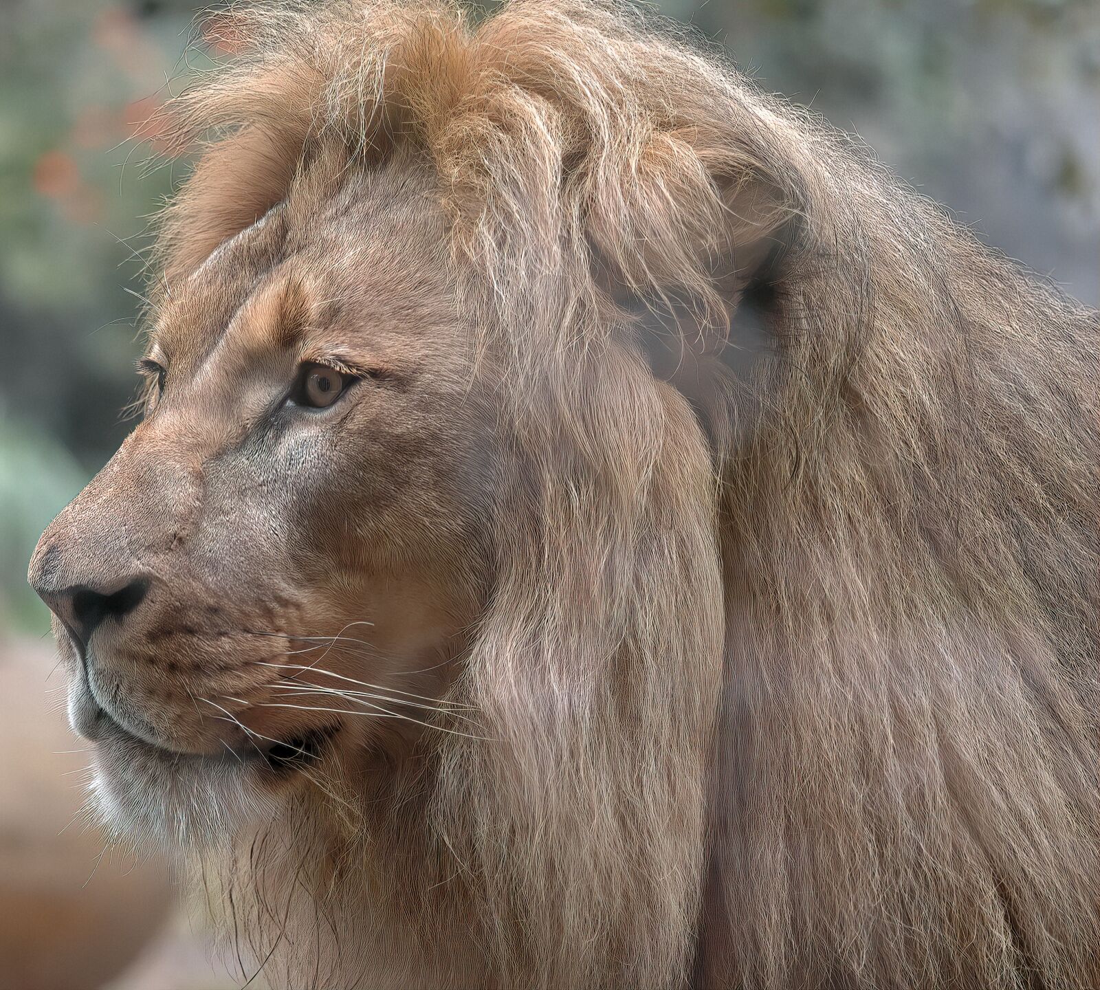 Nikon D70s sample photo. Lion, male, animal photography