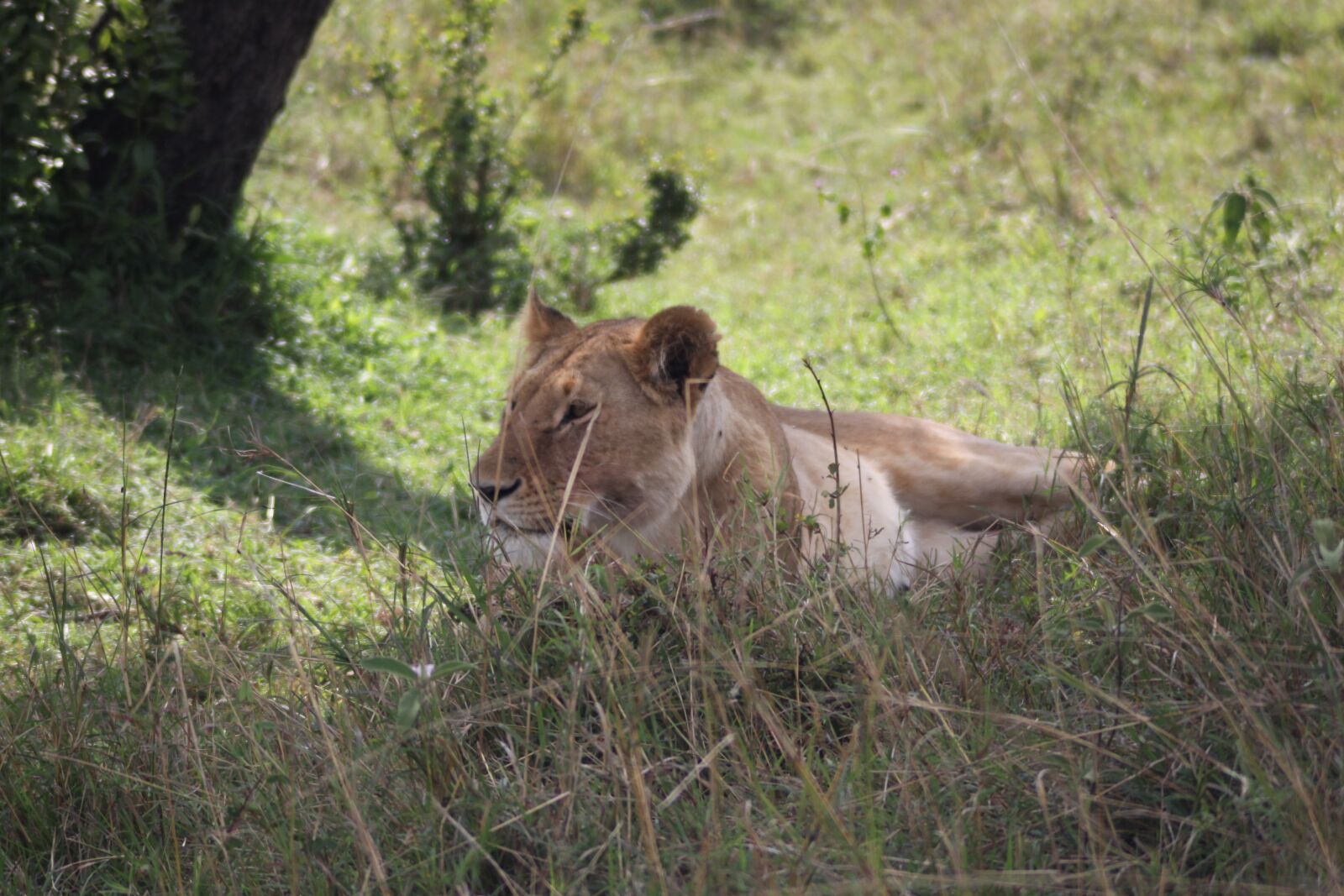 Canon EOS 50D sample photo. Afternoon rest, lioness, siesta photography