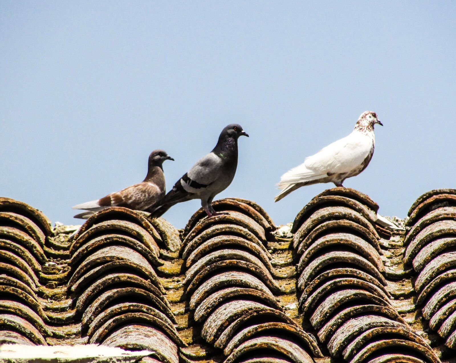 Canon PowerShot SX400 IS sample photo. Pigeons, roof, old house photography