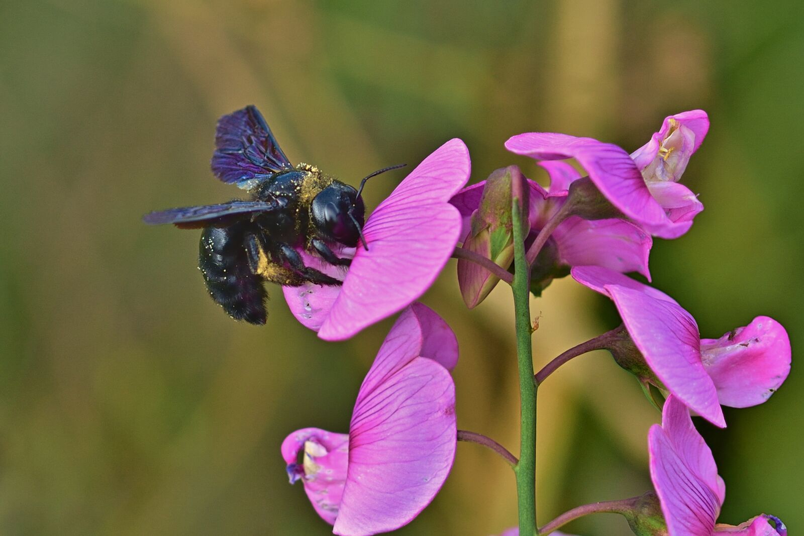 Nikon D5200 sample photo. Blue wooden bee, vetches photography