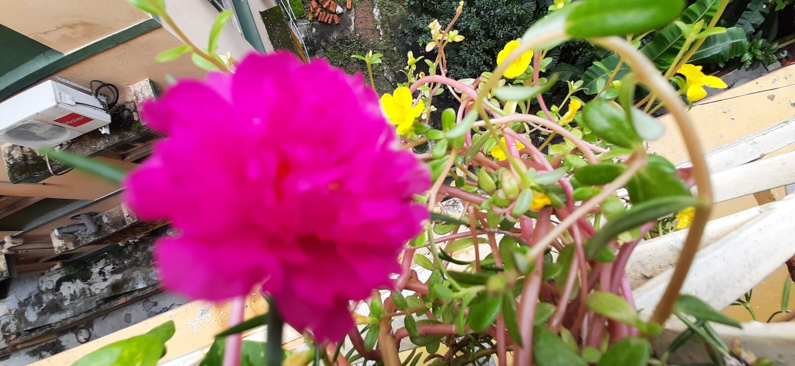 Samsung SM-M215F sample photo. Pink flower, flower, beauty photography
