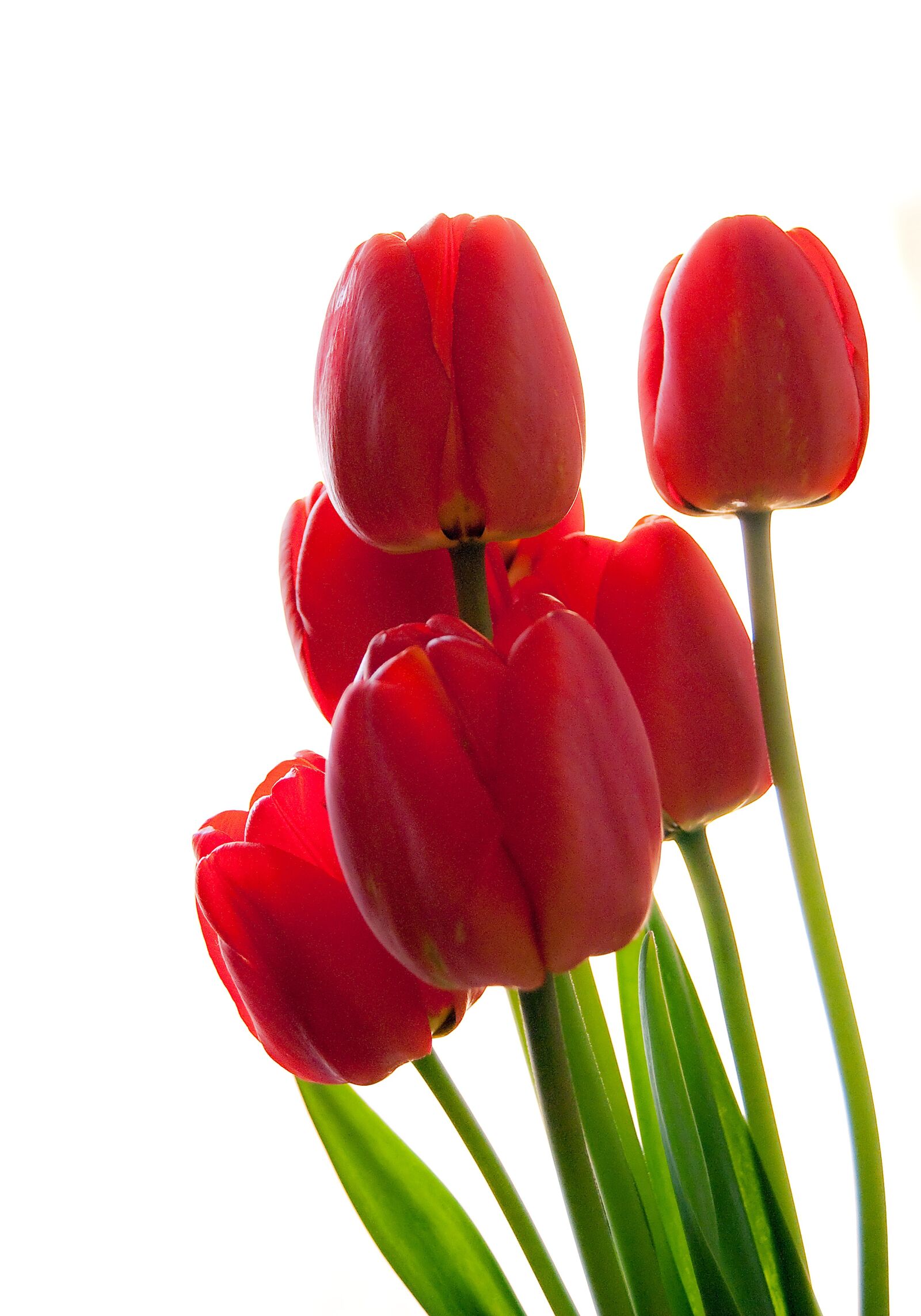 Nikon D80 sample photo. Tulip, nature, flower photography
