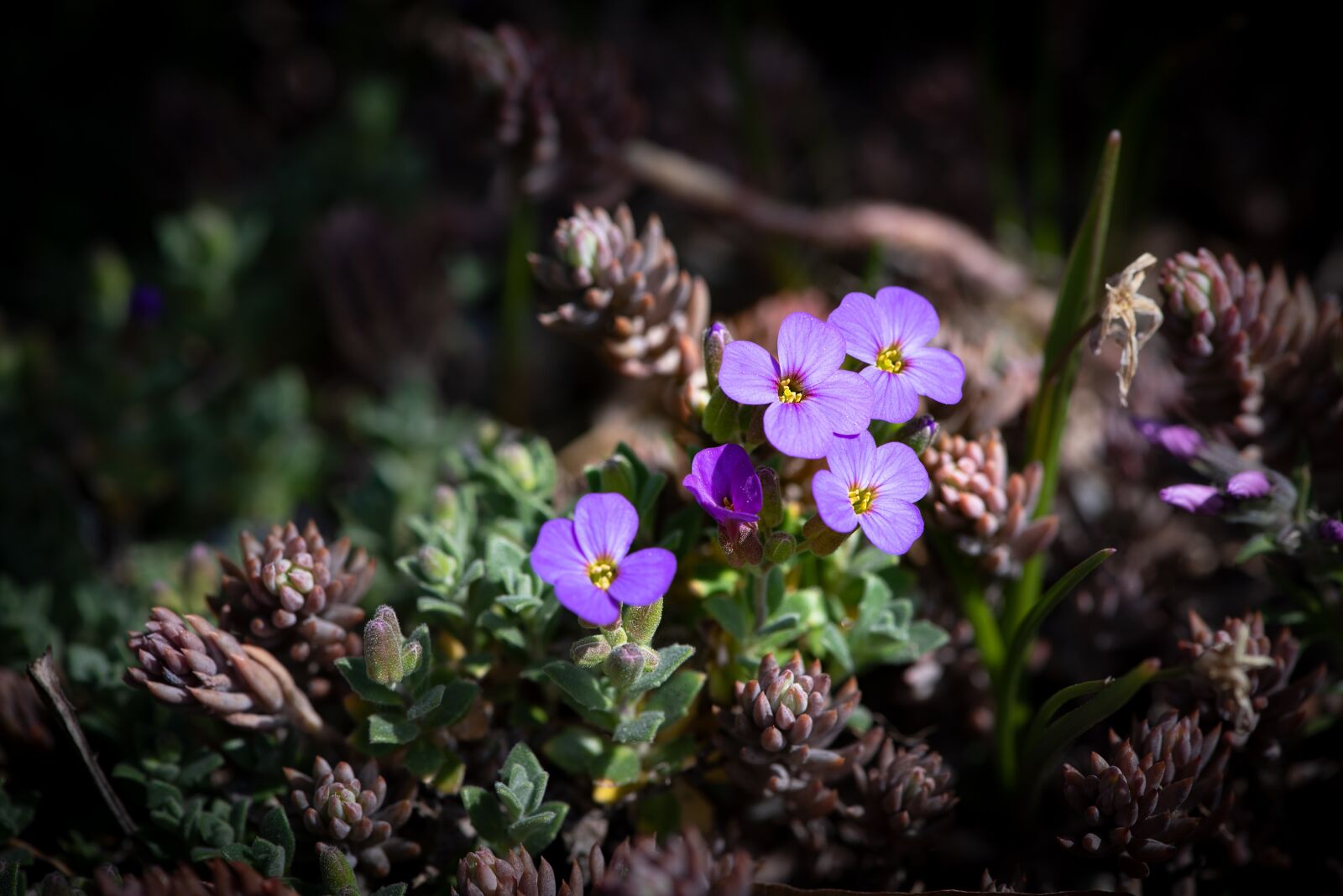 Nikon D750 sample photo. Flowers, garden, spring photography