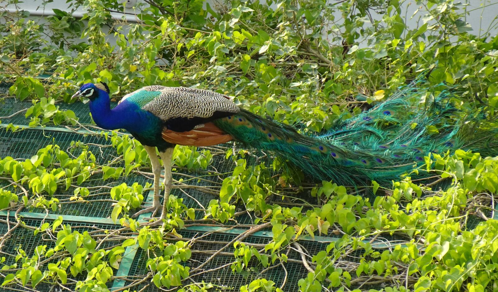 Sony DSC-WX800 sample photo. Peacock, bird, plumage photography