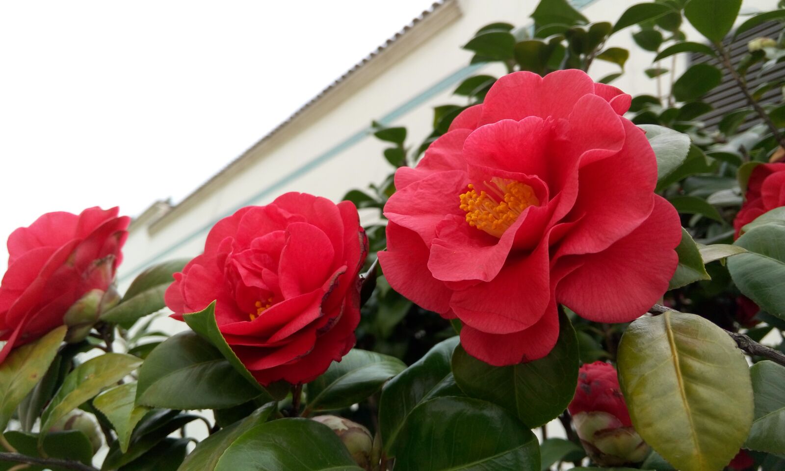 Meizu MX4 sample photo. Camellia, red flowers photography