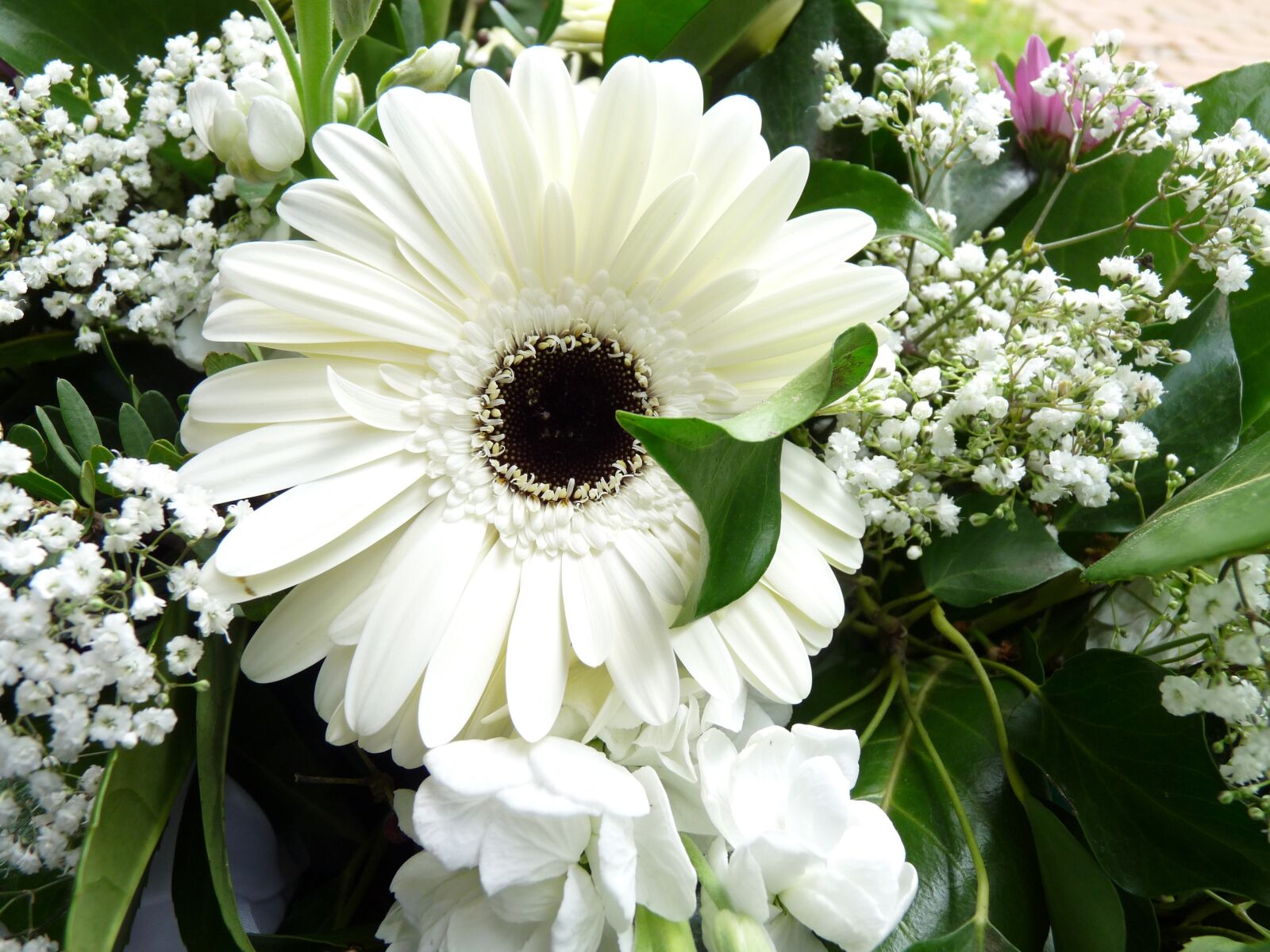 Panasonic Lumix DMC-FZ28 sample photo. White, gerbera, blossom photography