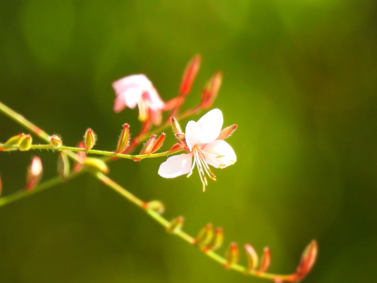 Nikon Coolpix P900 sample photo. Flower, summer, nature photography