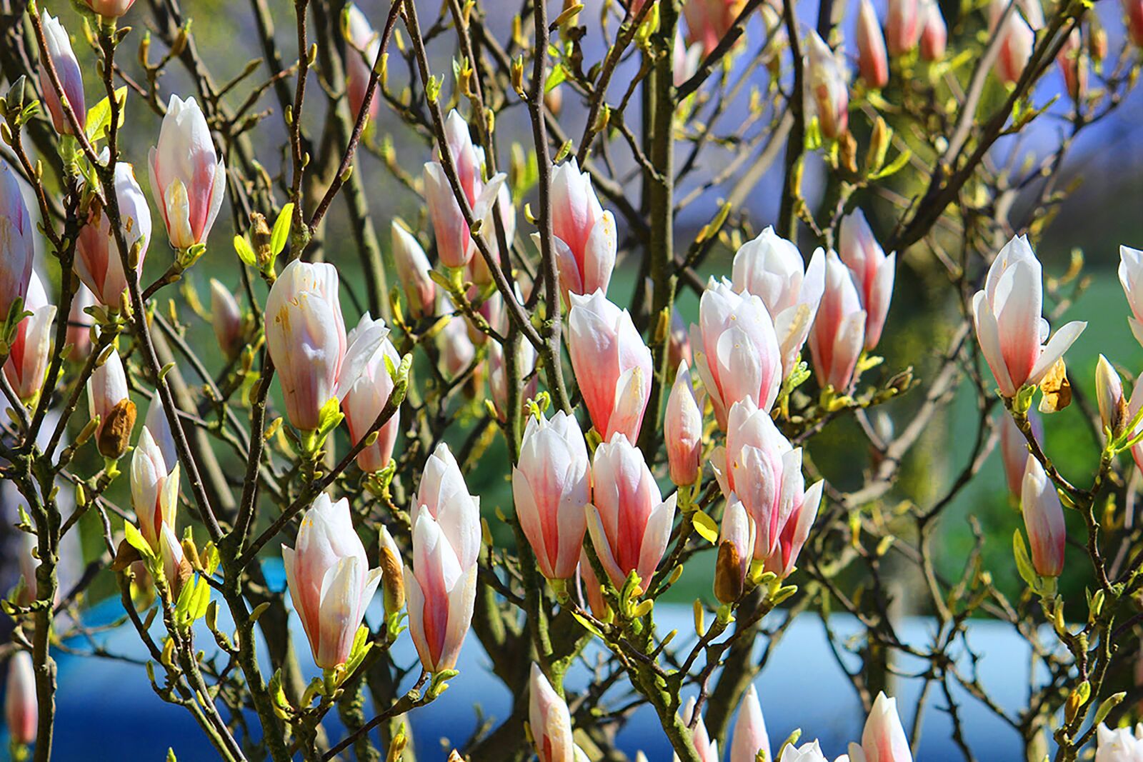 Canon EOS 600D (Rebel EOS T3i / EOS Kiss X5) sample photo. Magnolia, tulip tree, ornamental photography
