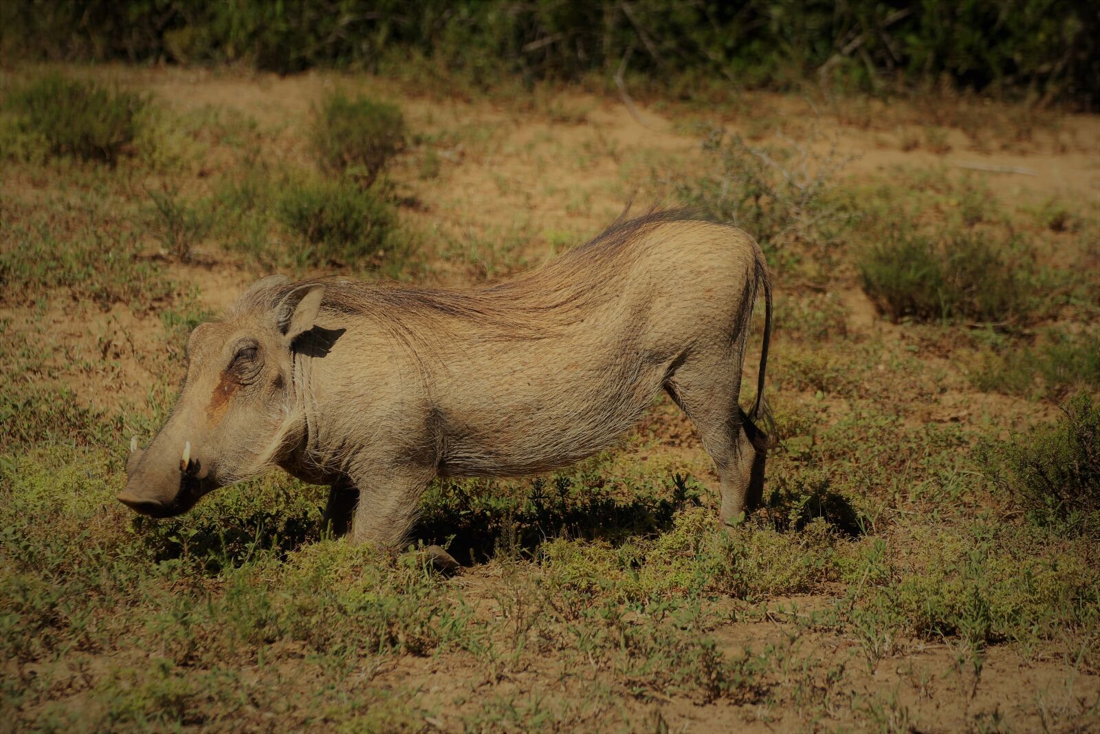 Canon EOS 60D sample photo. Warthog, safari, south africa photography