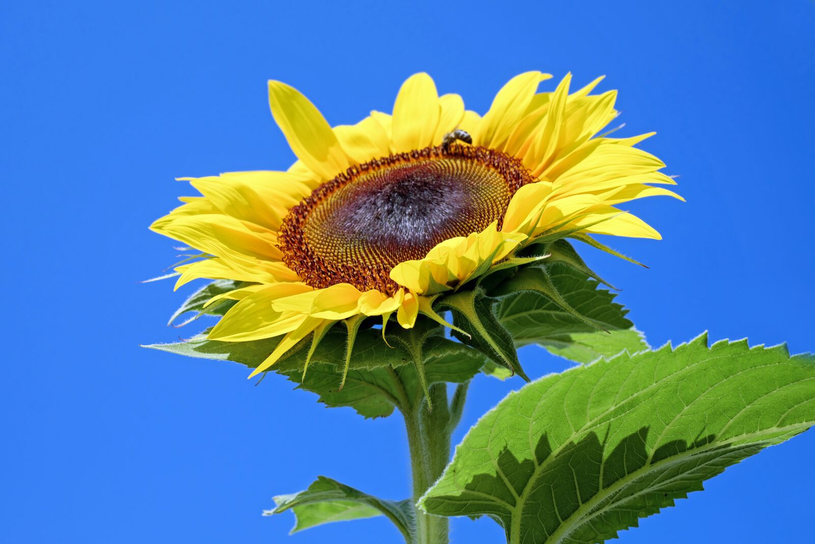Fujifilm X-T10 + Fujifilm XF 35mm F1.4 R sample photo. Sunflower, flower, blossom photography