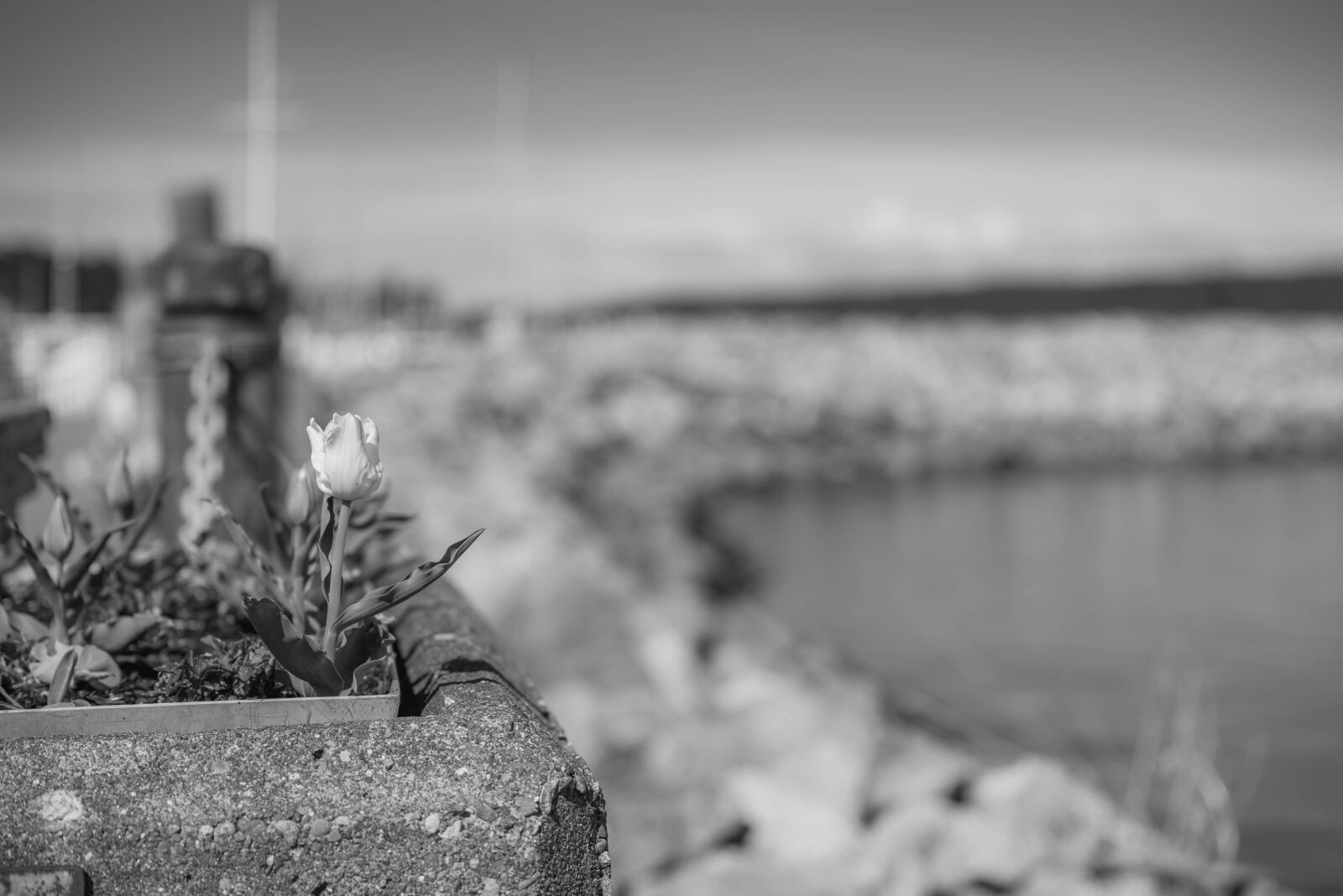 Nikon D750 sample photo. Black and white, waterfront photography