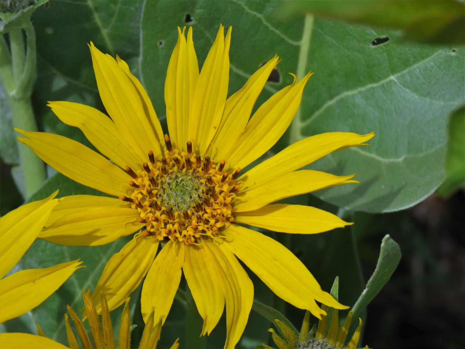 Canon PowerShot SX60 HS sample photo. Wild flower, yellow, green photography