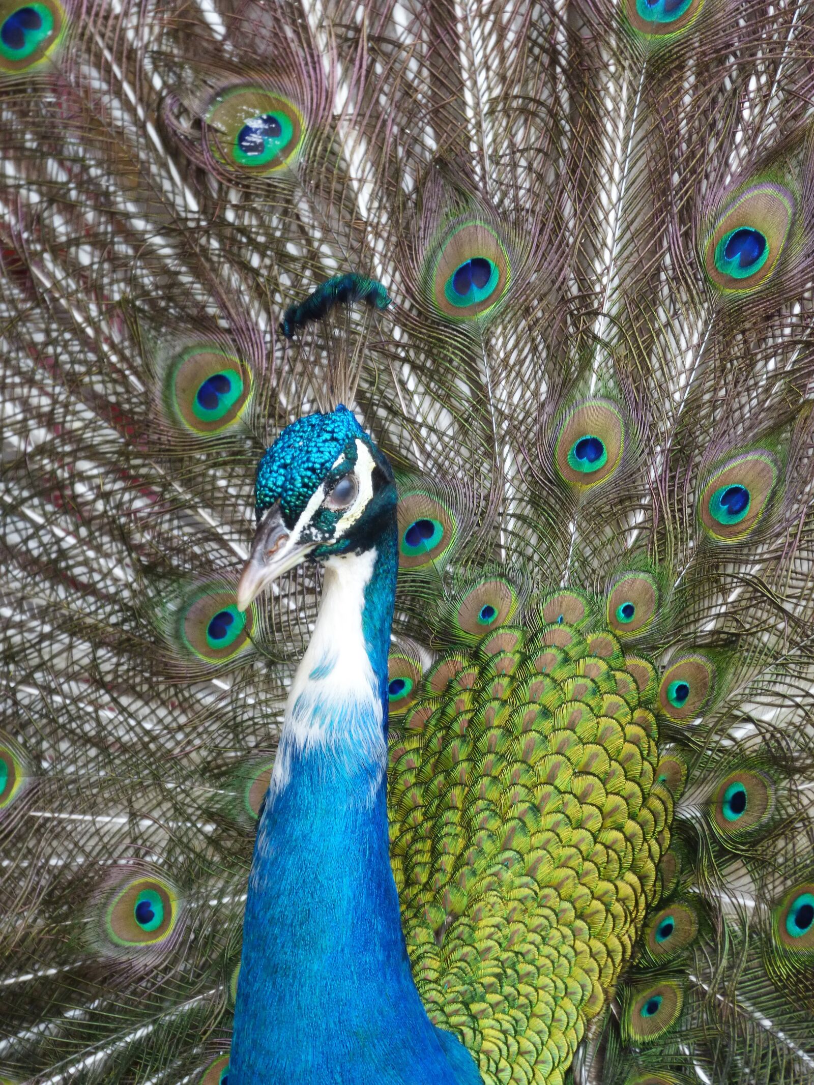 Panasonic DMC-FZ72 sample photo. Peacock, bird, male photography