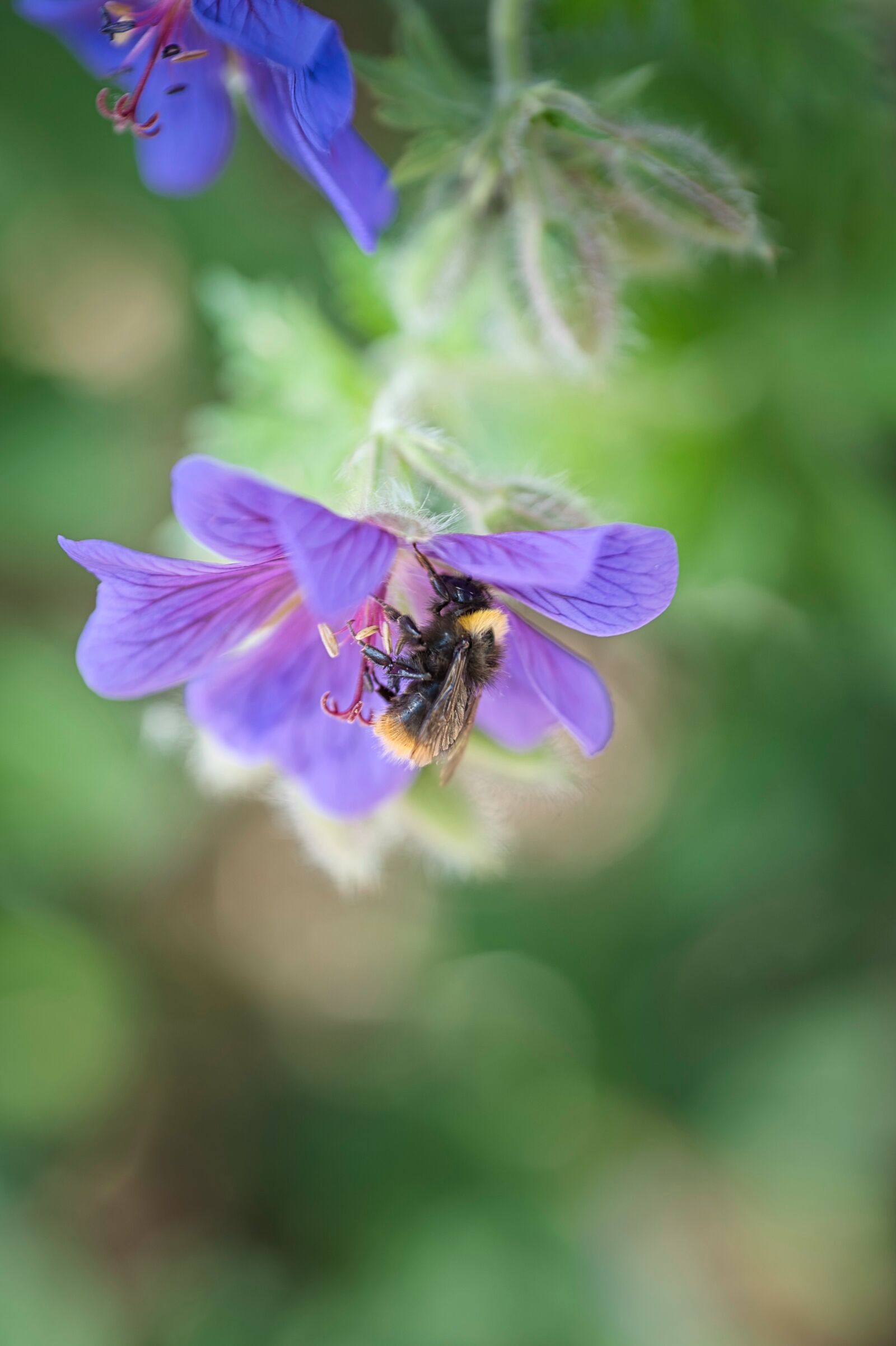 Nikon Nikkor Z 85mm F1.8 S sample photo. Cranesbill, flower, blossom photography