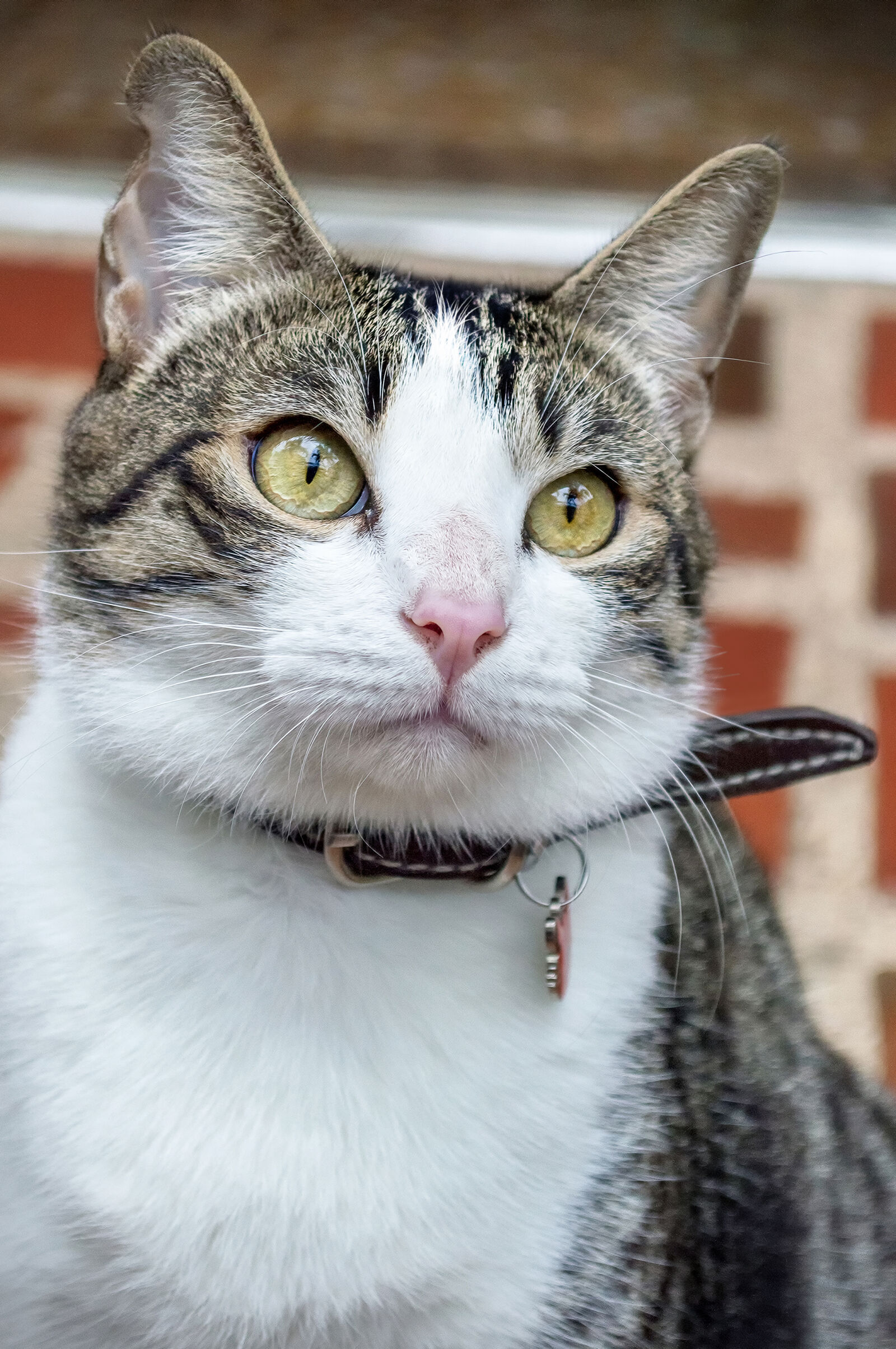 Nikon D3200 sample photo. Animales, animals, cat, collar photography