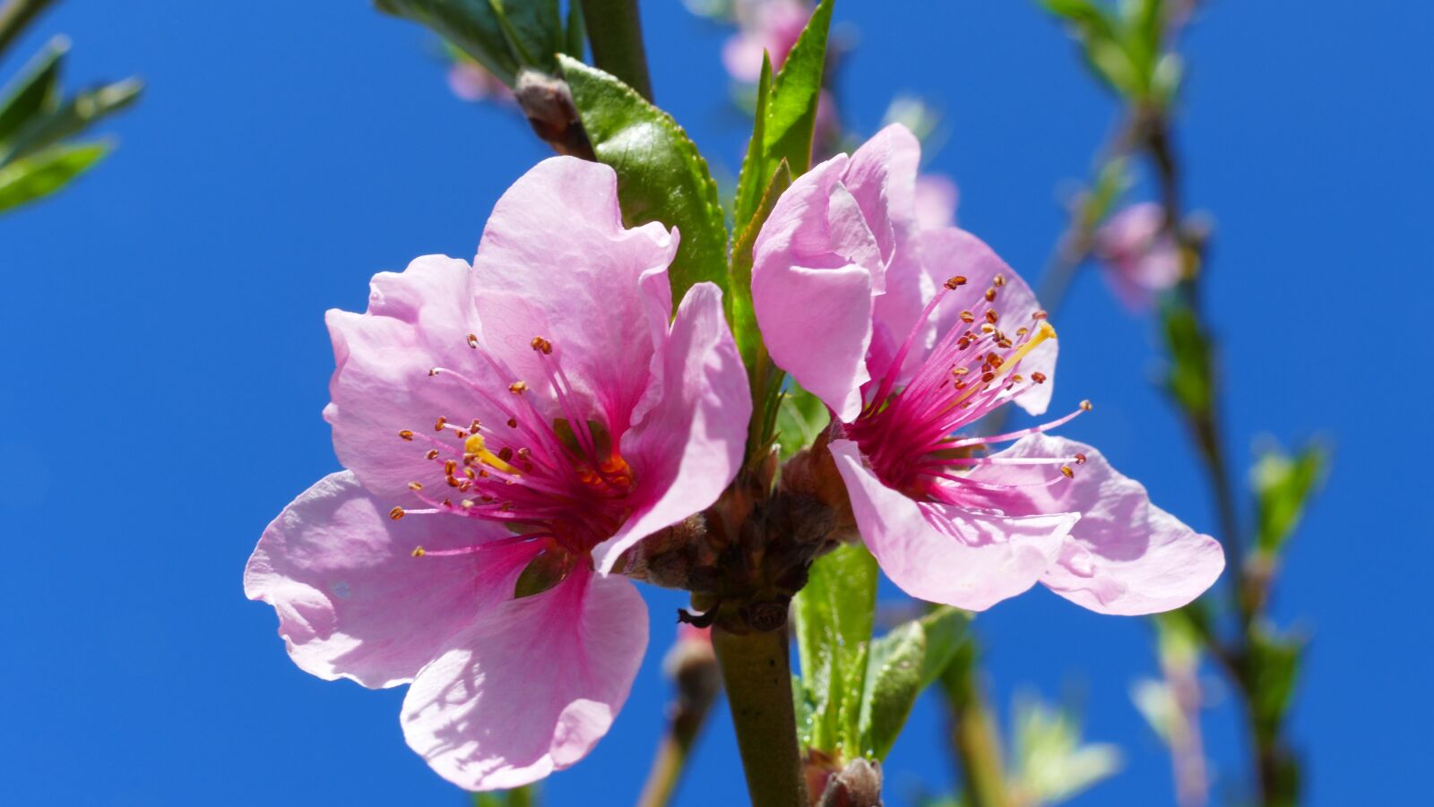 Panasonic Lumix DMC-FZ1000 sample photo. Flower, peach, spring photography