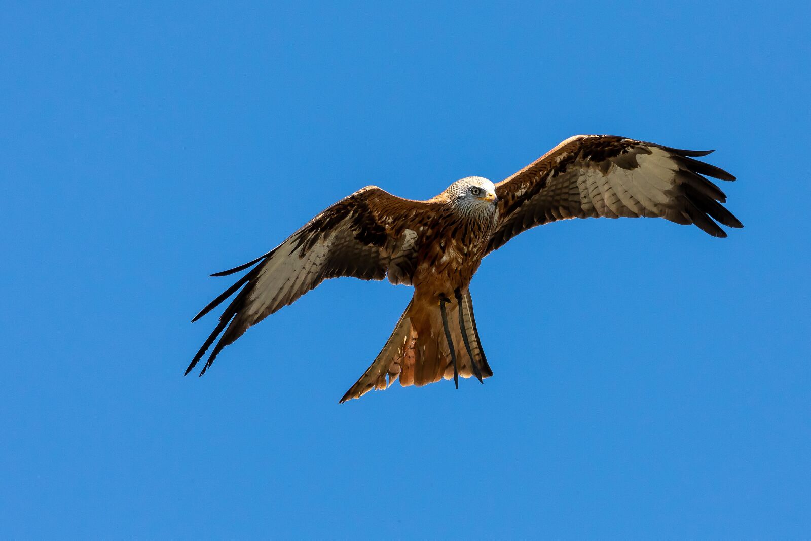 Canon EF 70-200mm F2.8L IS II USM sample photo. Red kite, milan, raptor photography