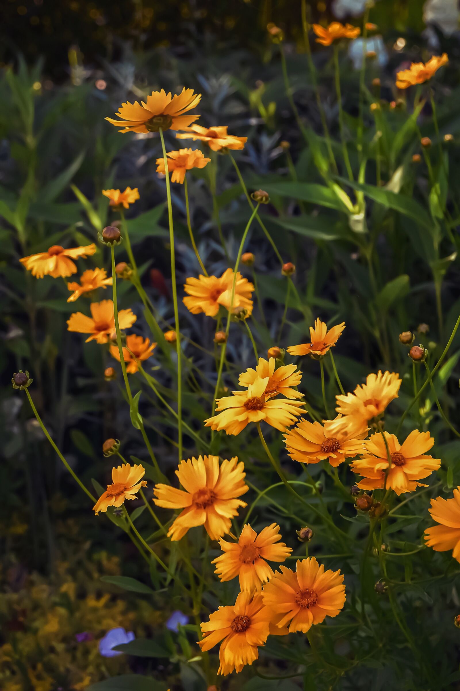 Nikon D5100 sample photo. Flowers, wildflowers, nature photography