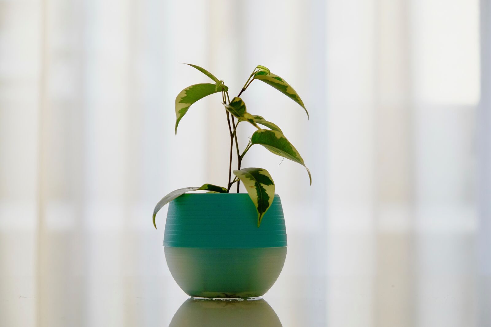 Fujifilm X-T10 sample photo. Plant, pot, room photography