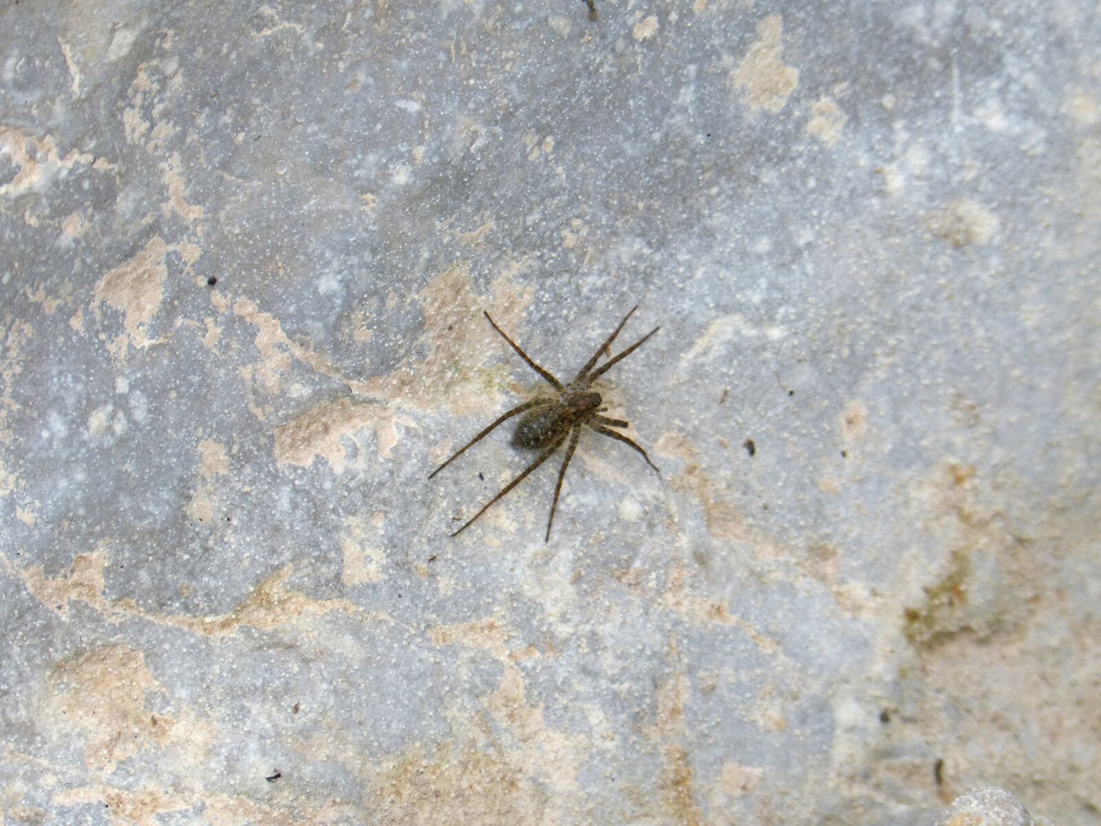 Panasonic DMC-FZ62 sample photo. Spider, rock, arachnid photography