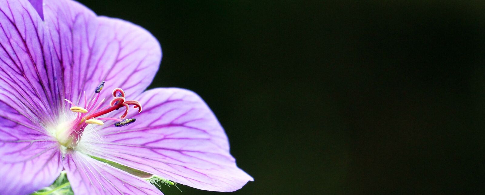 Canon EOS 550D (EOS Rebel T2i / EOS Kiss X4) sample photo. Cranesbill, stork beak bird photography