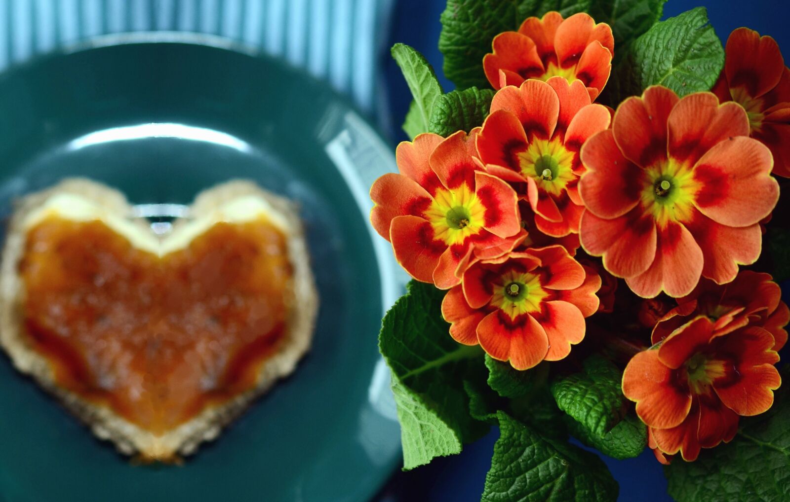 Nikon D5100 sample photo. Flower, leaf, plant, plate photography