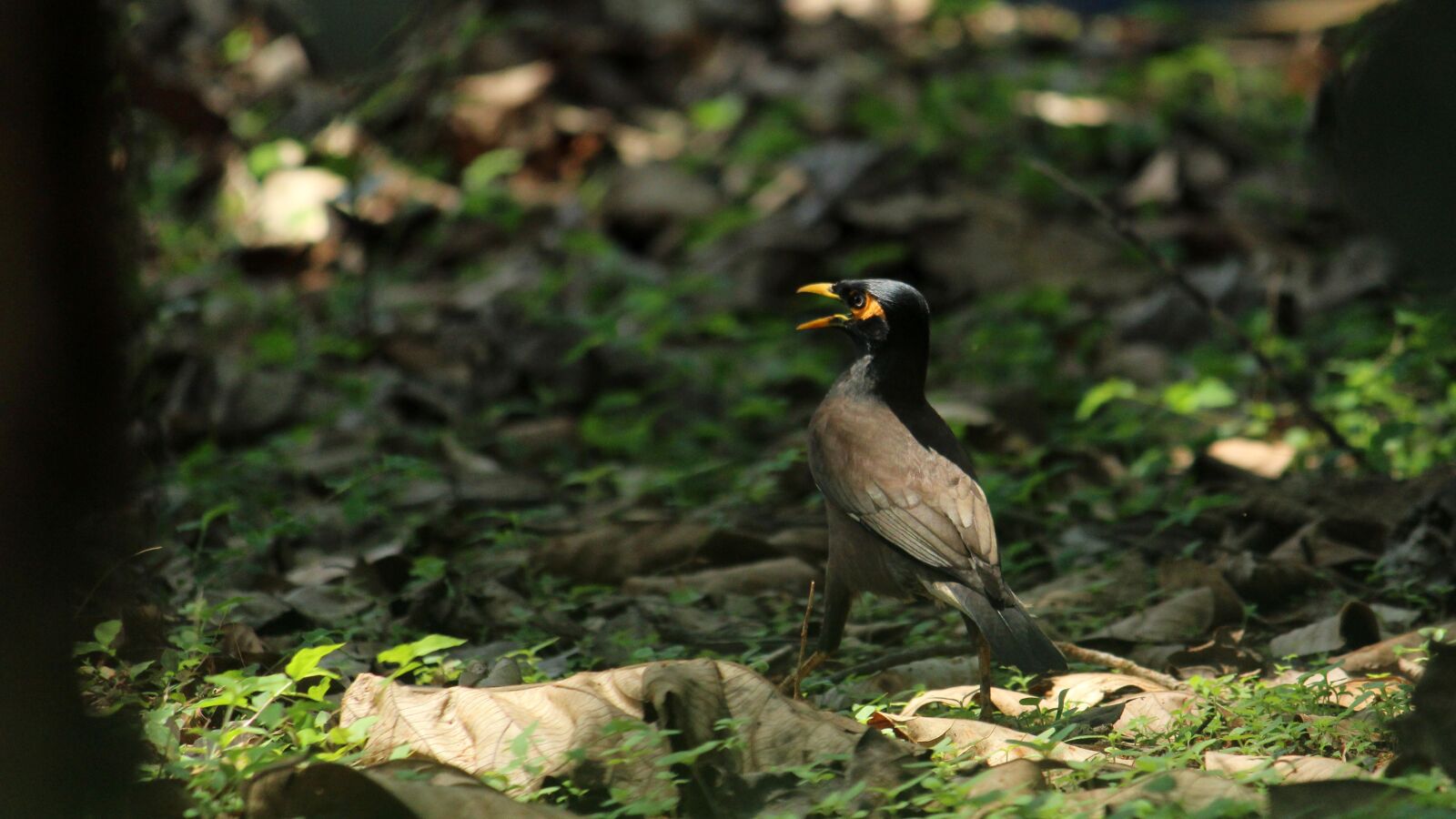 Canon EOS 1300D (EOS Rebel T6 / EOS Kiss X80) sample photo. Nature, bird, wildlife photography