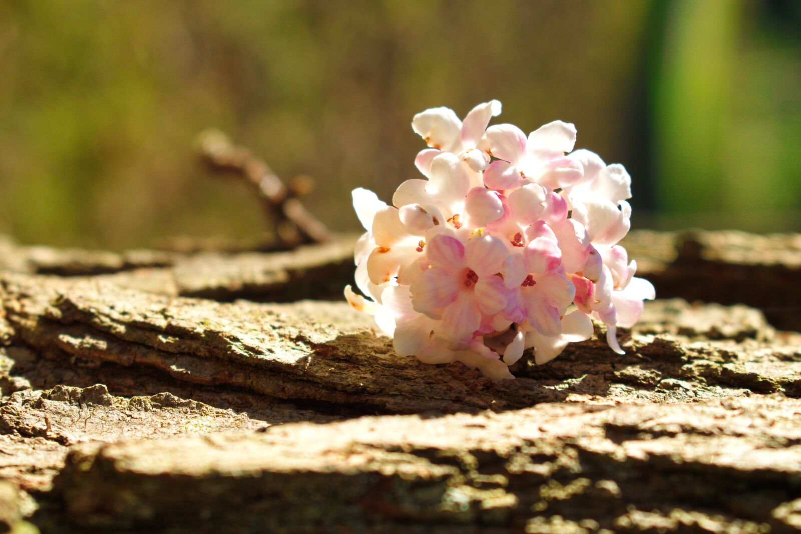 Nikon D3300 sample photo. Flower of december, flower photography