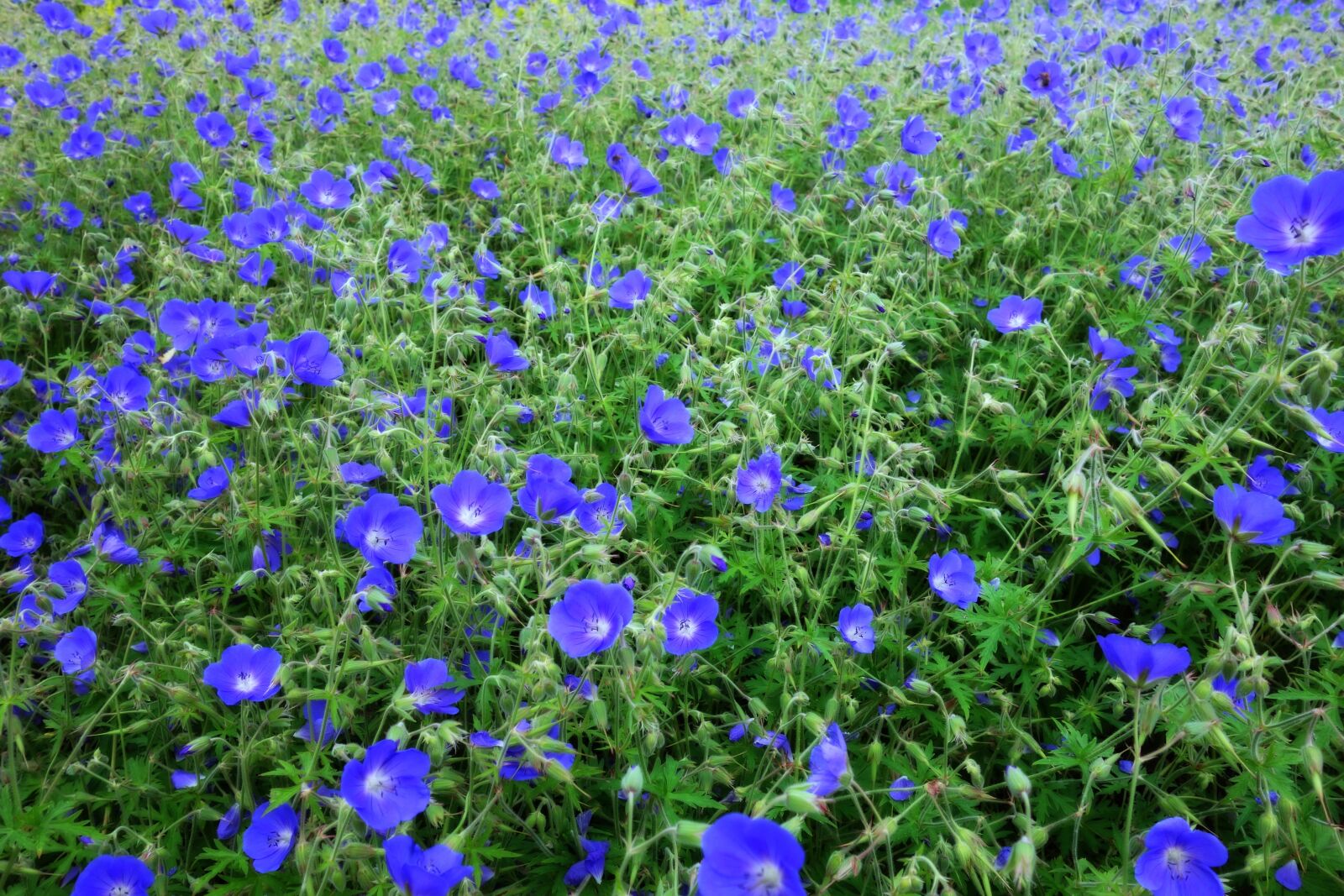 Sony Cyber-shot DSC-RX100 sample photo. Primrose, primula, field of photography