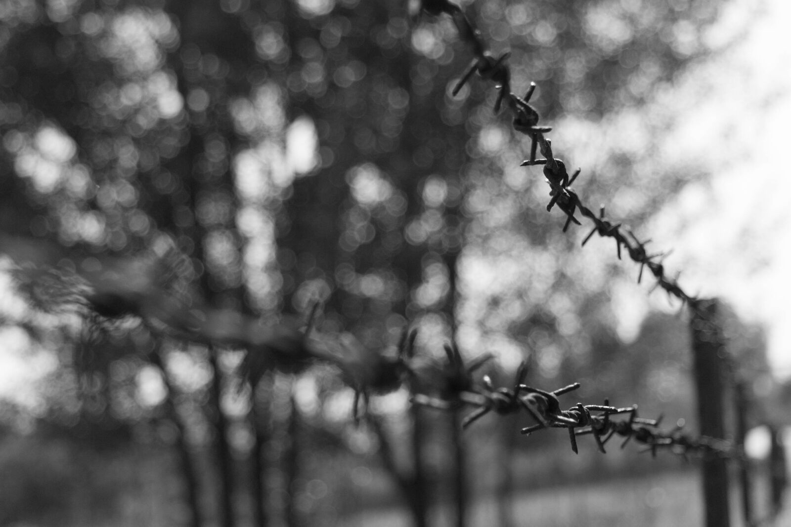 Canon EOS 40D + Canon EF-S 17-85mm F4-5.6 IS USM sample photo. Black white, barbed wire photography