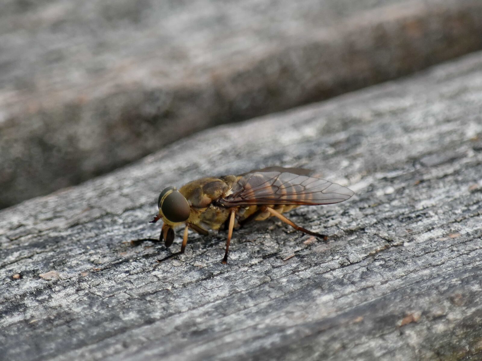 Nikon D5500 sample photo. Close-up, bug, insect, arthropod photography
