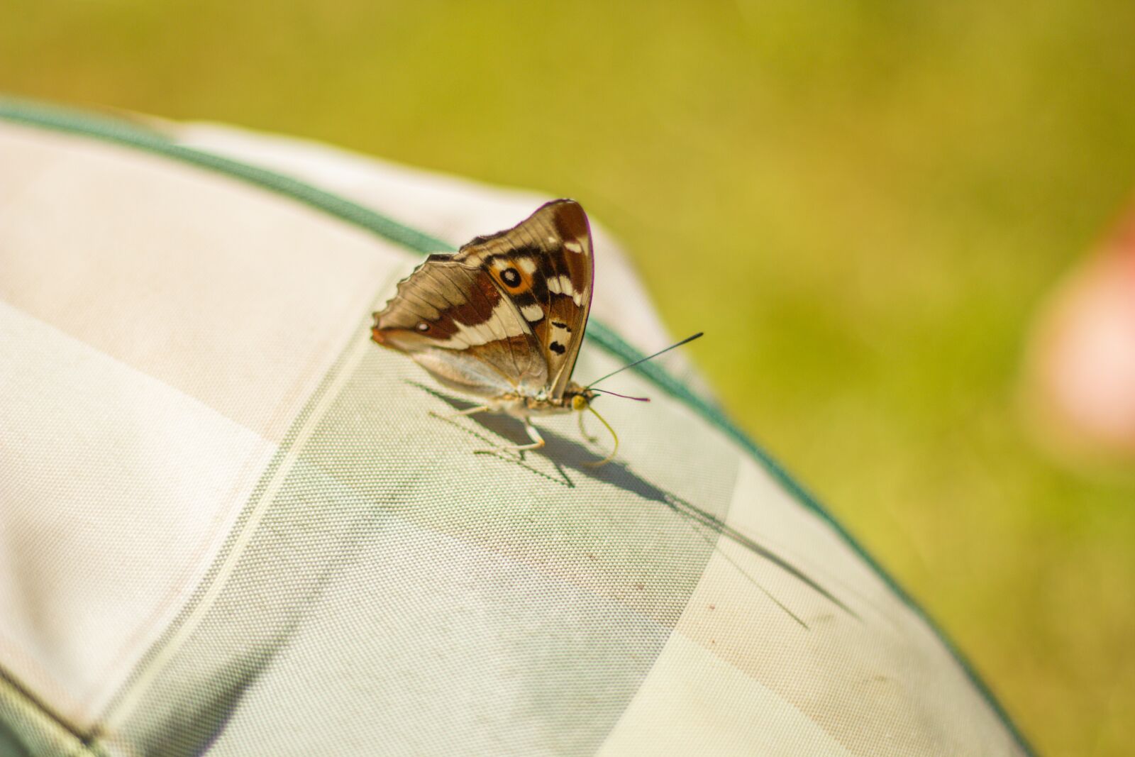 Canon EOS 60D + Canon EF 50mm F1.8 II sample photo. Butterfly, detector, wings photography