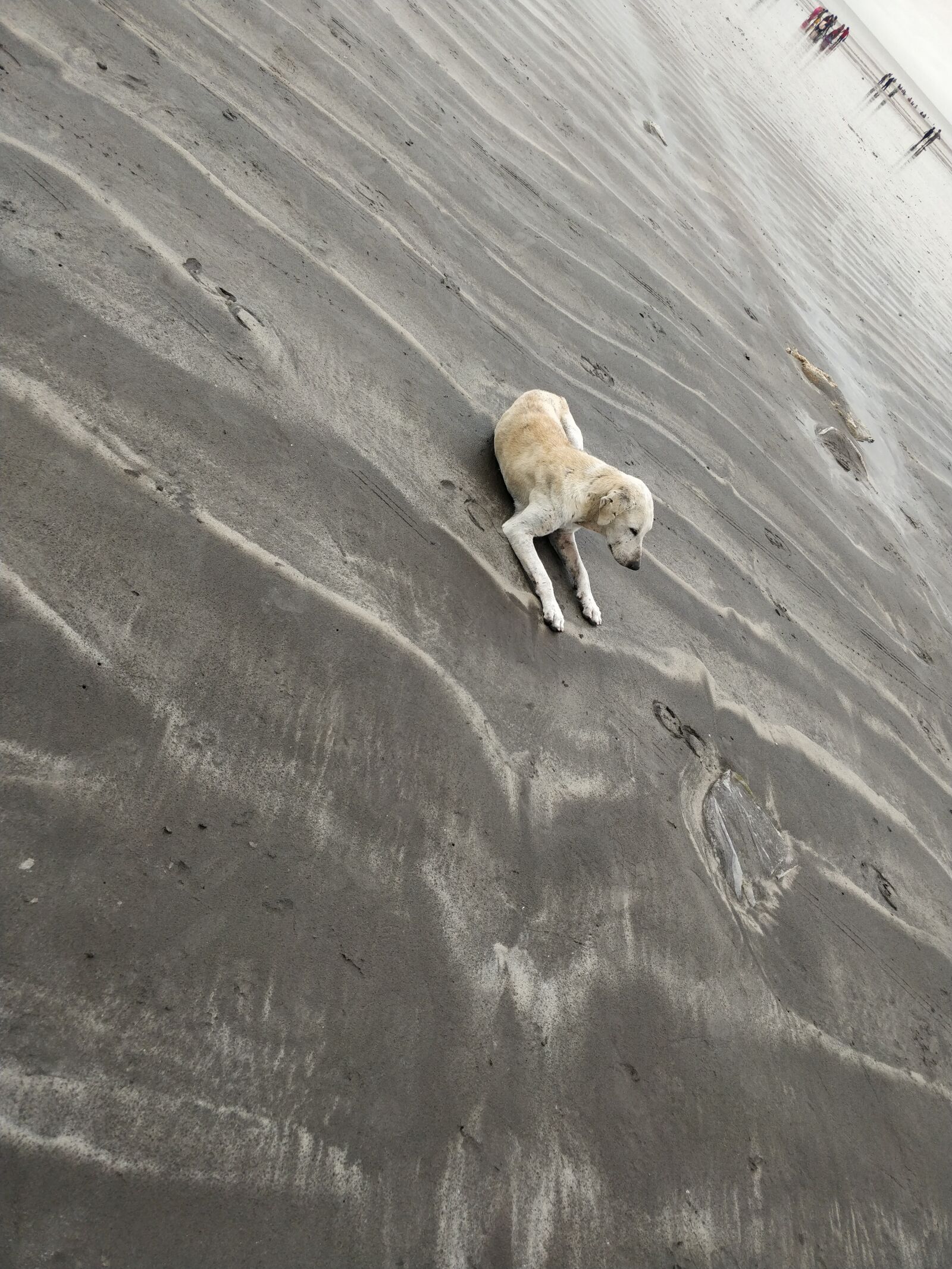 OnePlus 5T sample photo. Dog, beach, happy photography