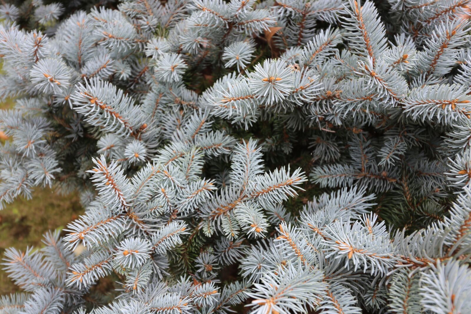 Canon EOS 750D (EOS Rebel T6i / EOS Kiss X8i) sample photo. Pine, tree, nature photography