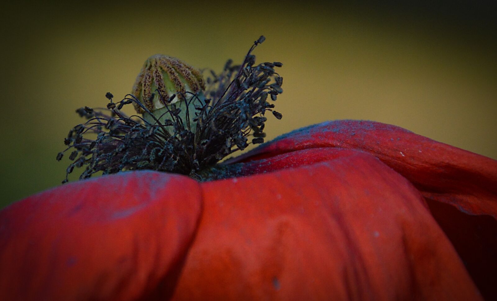 Nikon D3200 sample photo. Poppy, flower, plant photography