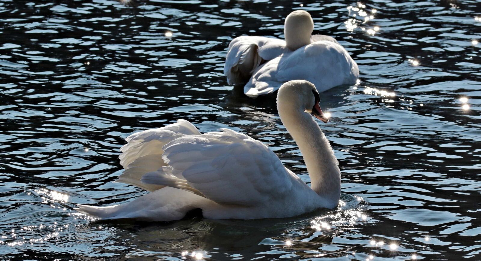 Canon EOS 80D sample photo. Nature, bird, river, lake photography