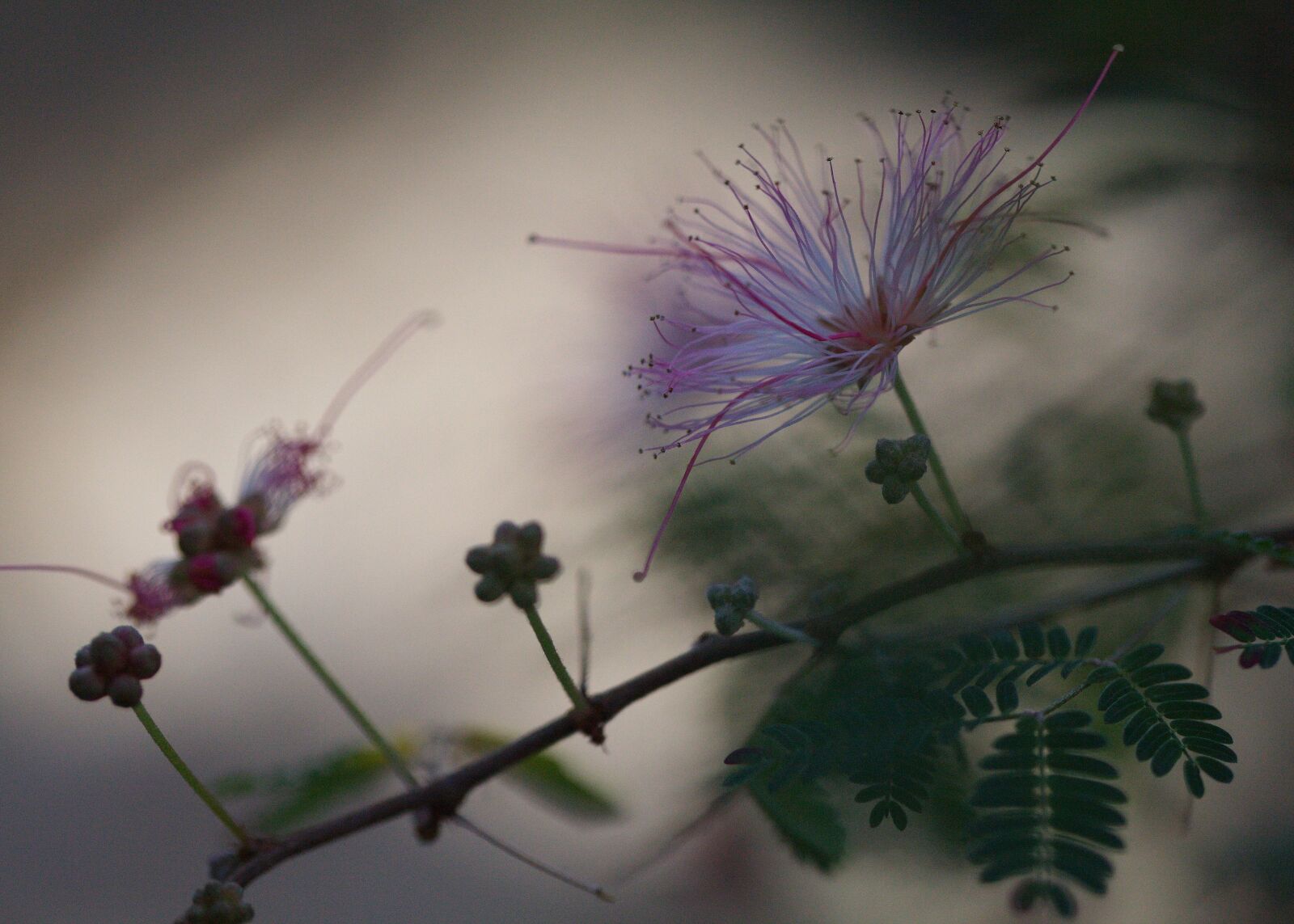 Canon EOS 5D Mark II sample photo. Flower, nature, plant photography