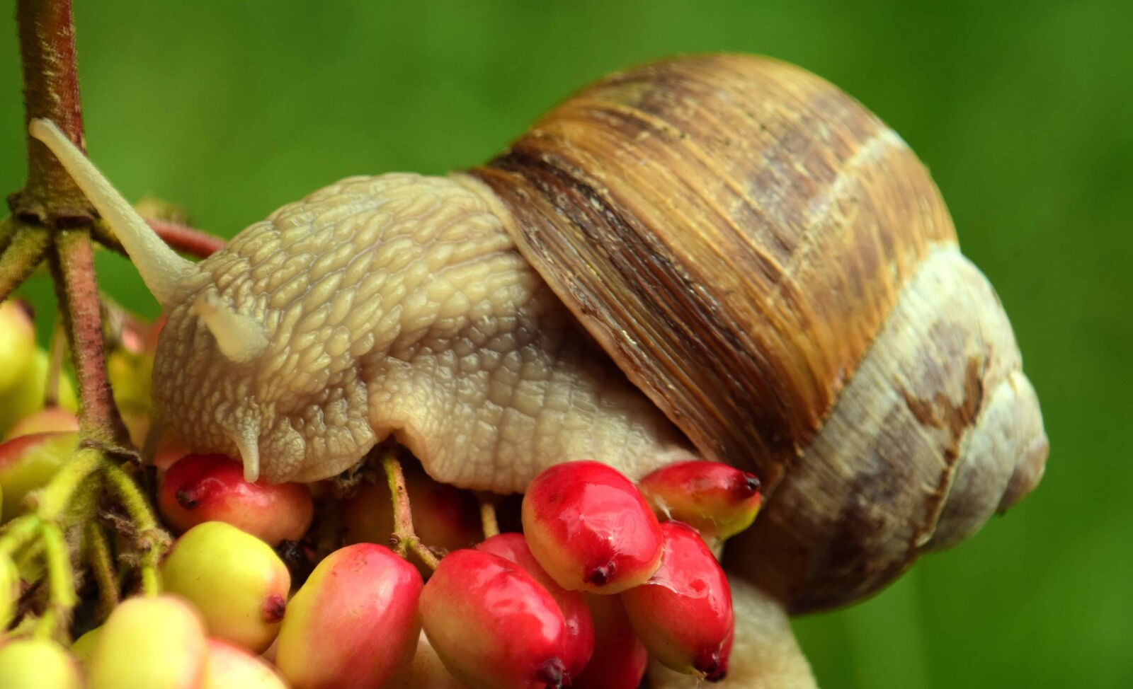 Nikon D3300 sample photo. Snail, animal, plant, berry photography