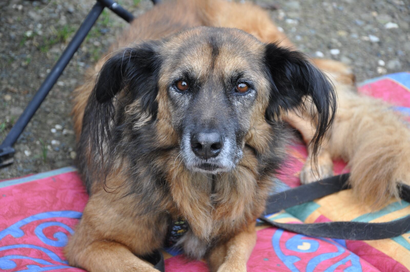Nikon D90 sample photo. Dog, animal, hybrid photography