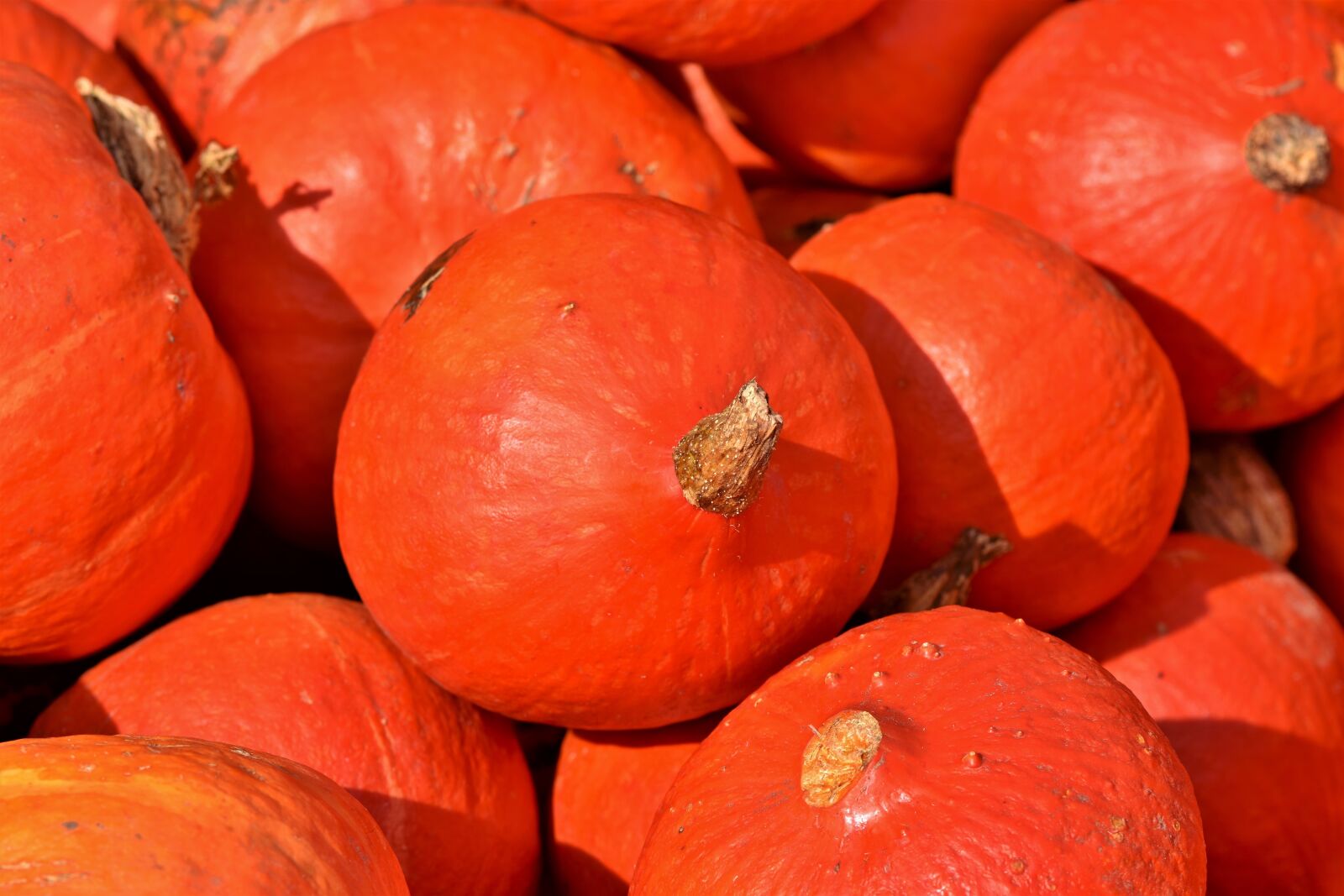 Nikon D7200 sample photo. Pumpkin, fruit, autumn photography
