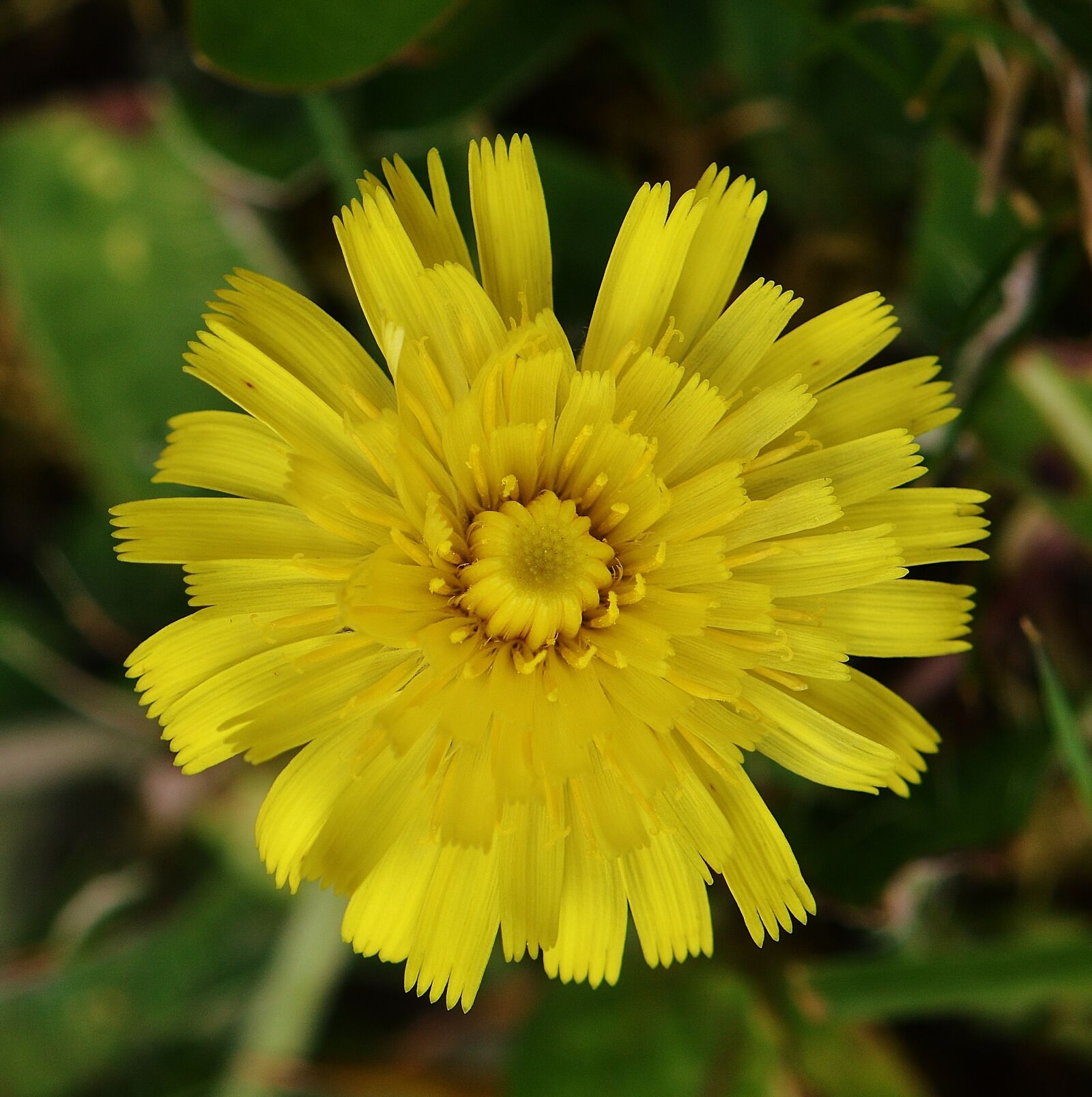 Nikon D3200 sample photo. Flower, yellow, plant photography