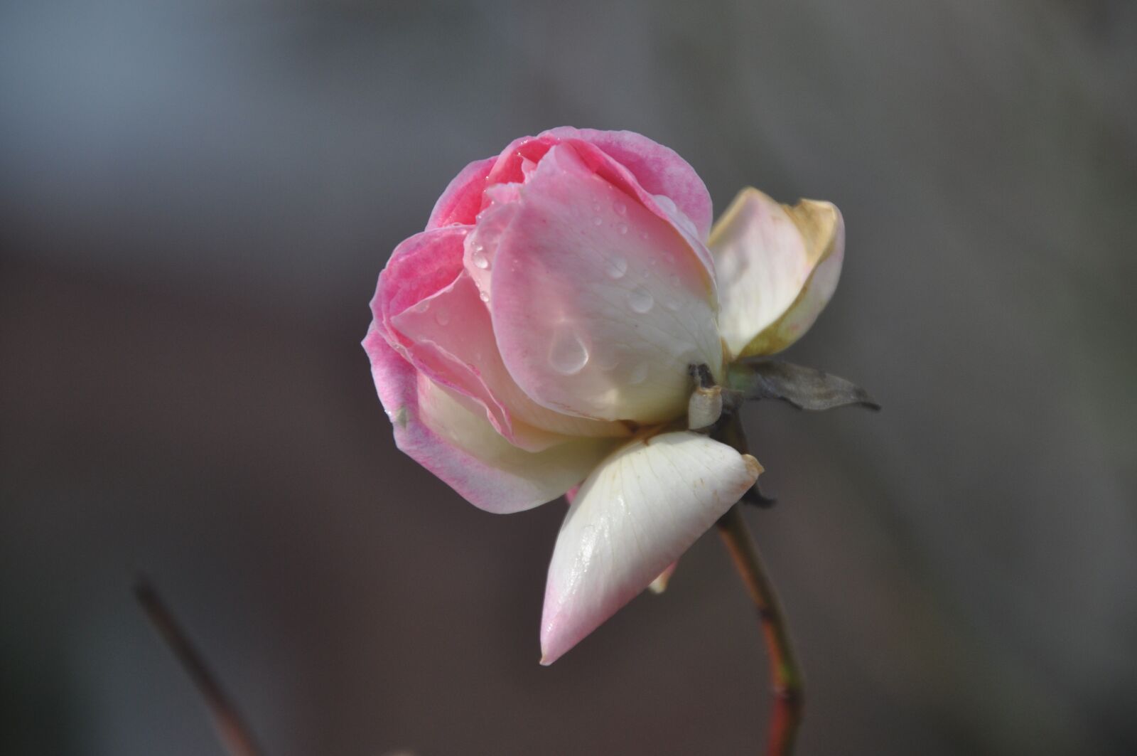 Nikon D5000 sample photo. Rose, flower, blossom photography