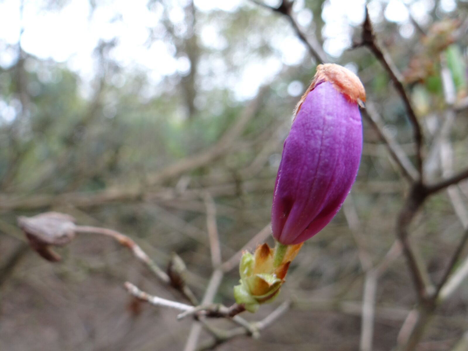 Sony DSC-HX200V sample photo. Magnolia, bud, botanical garden photography