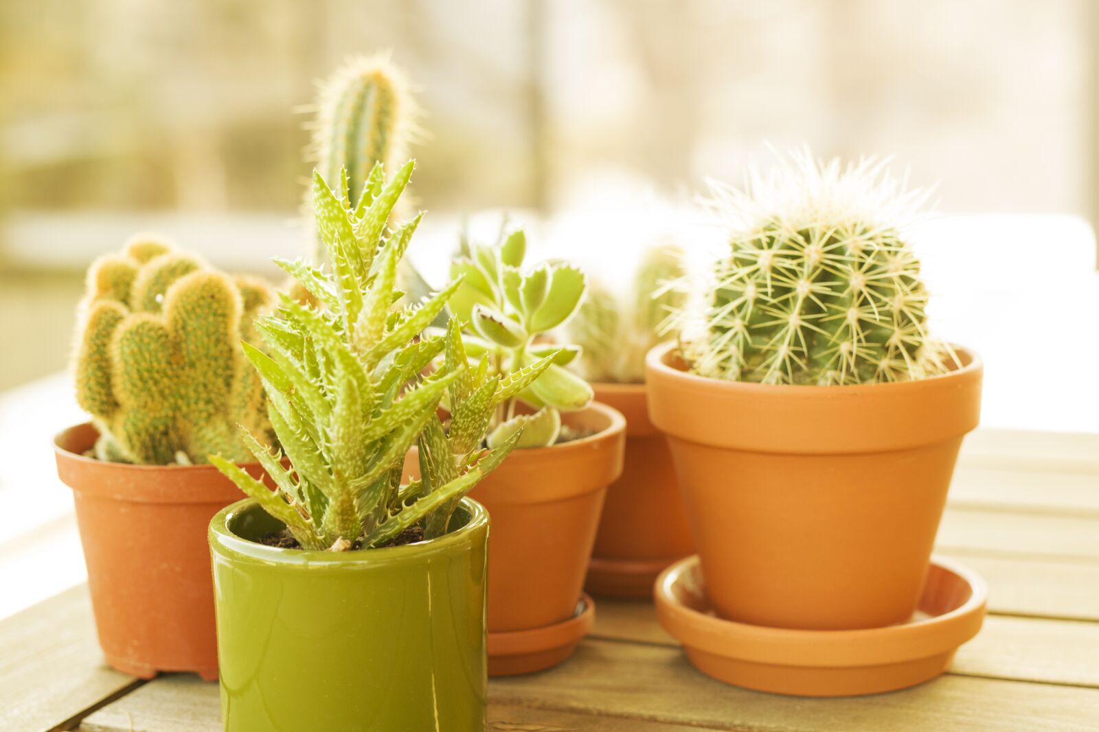 Nikon D5300 sample photo. Plant, houseplant, cactus photography