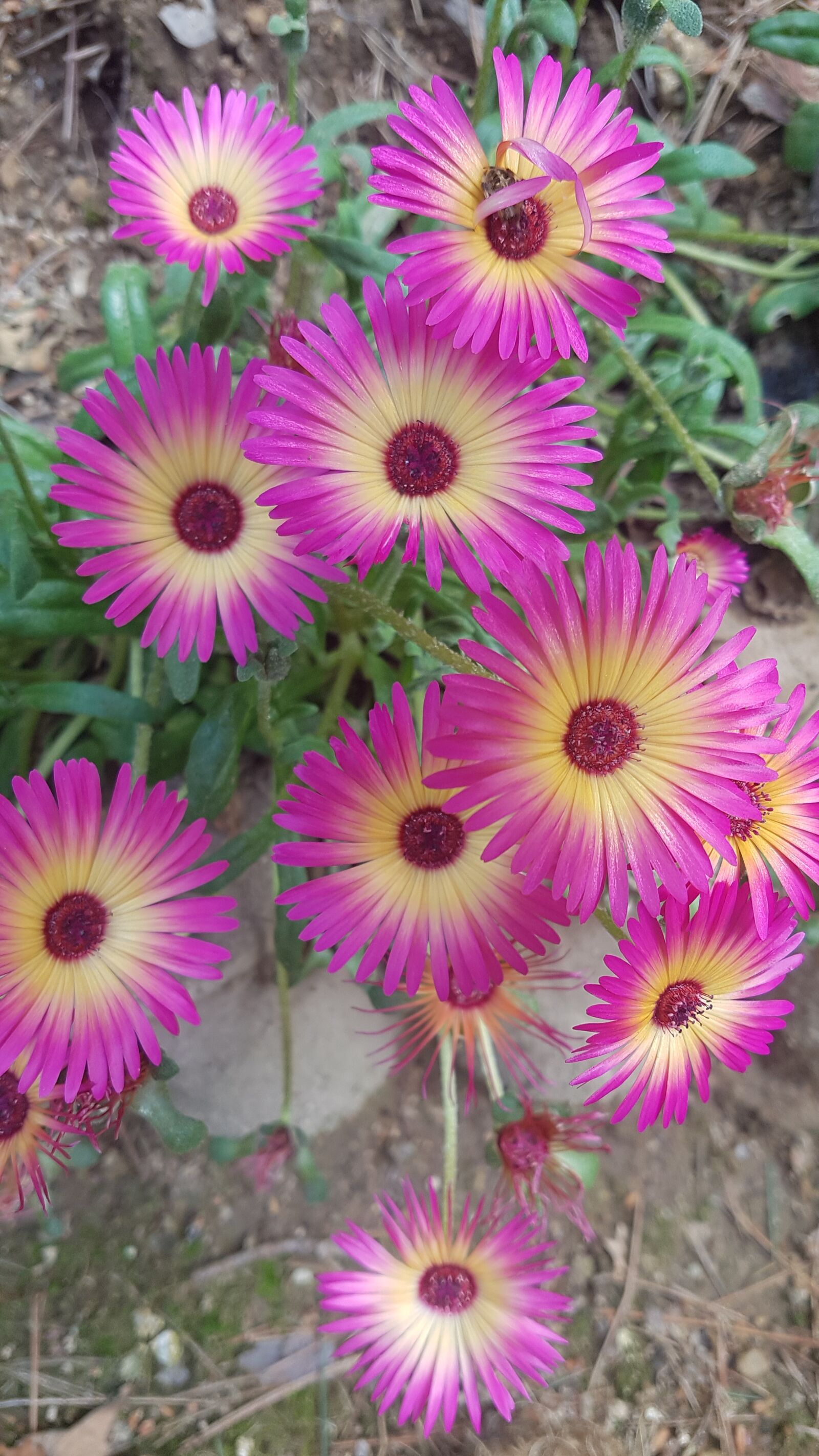 Samsung Galaxy S7 sample photo. Pink flowers, daisies, daisy photography
