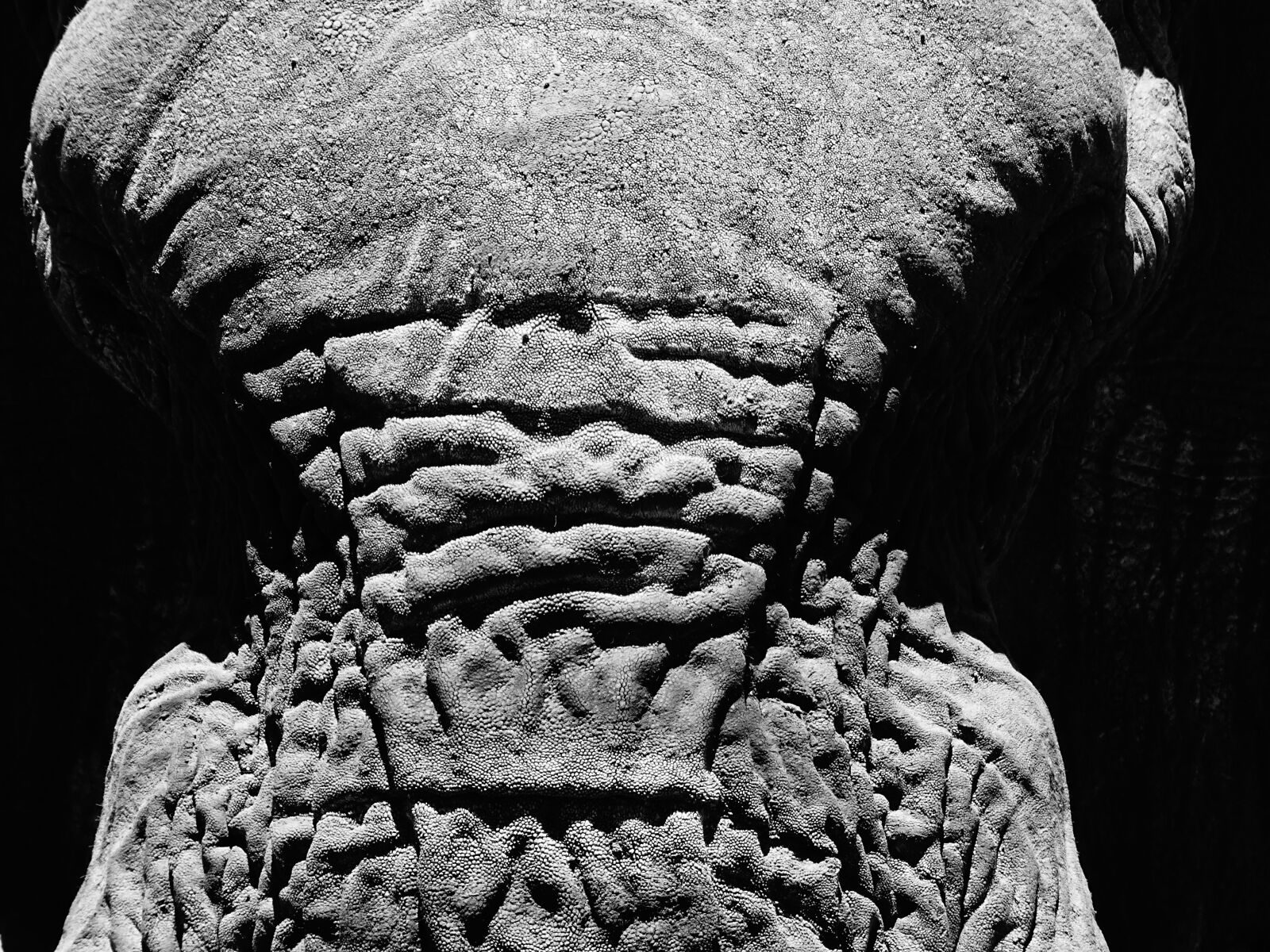 Sony DSC-HX60V sample photo. Elephant, safari, elephant head photography
