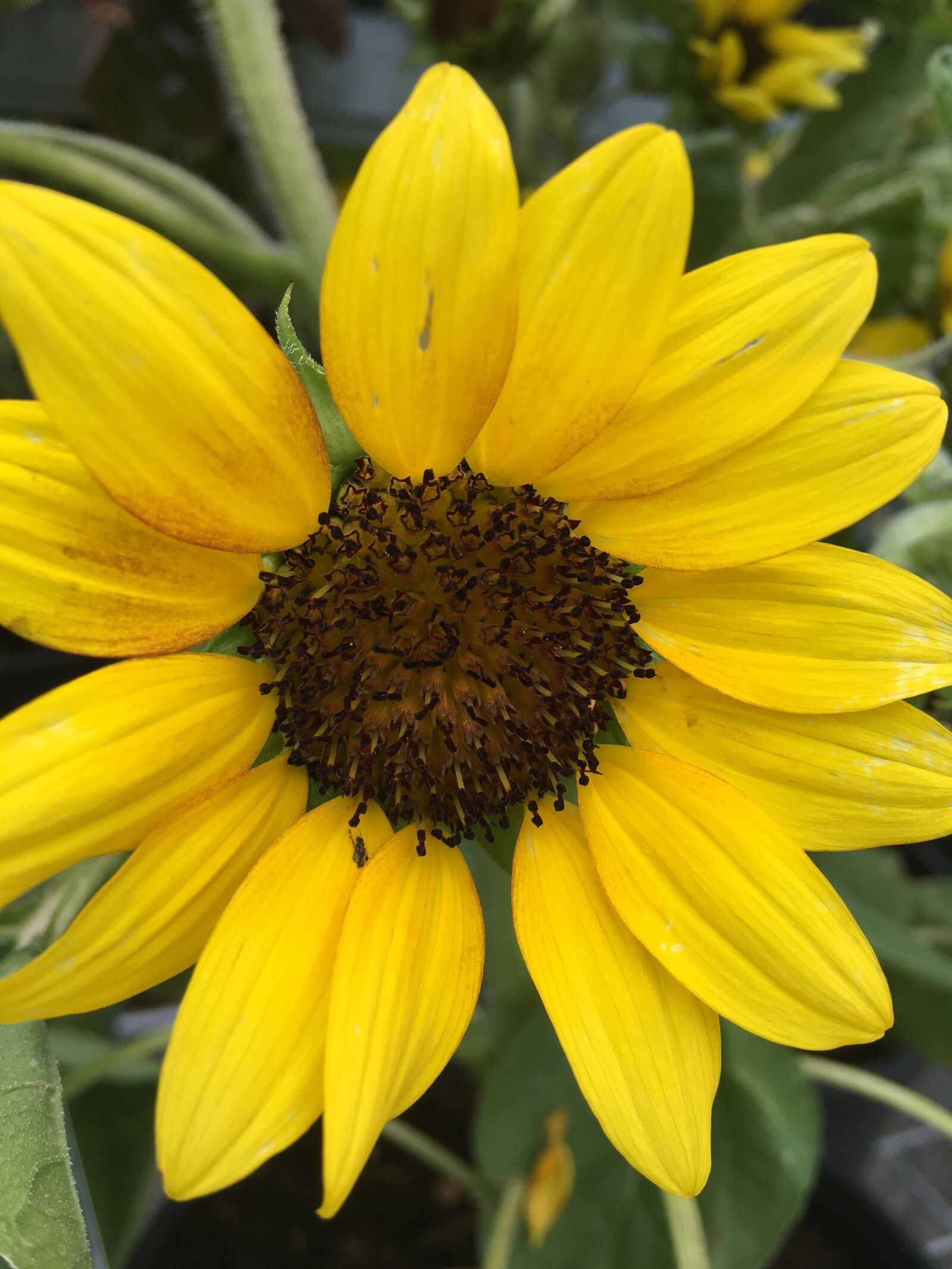 iPhone SE back camera 4.15mm f/2.2 sample photo. Flower, yellow, petals photography