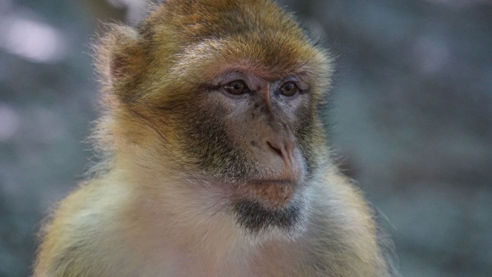 Sony E 18-200mm F3.5-6.3 OSS LE sample photo. Barbary ape, monkey, mammal photography
