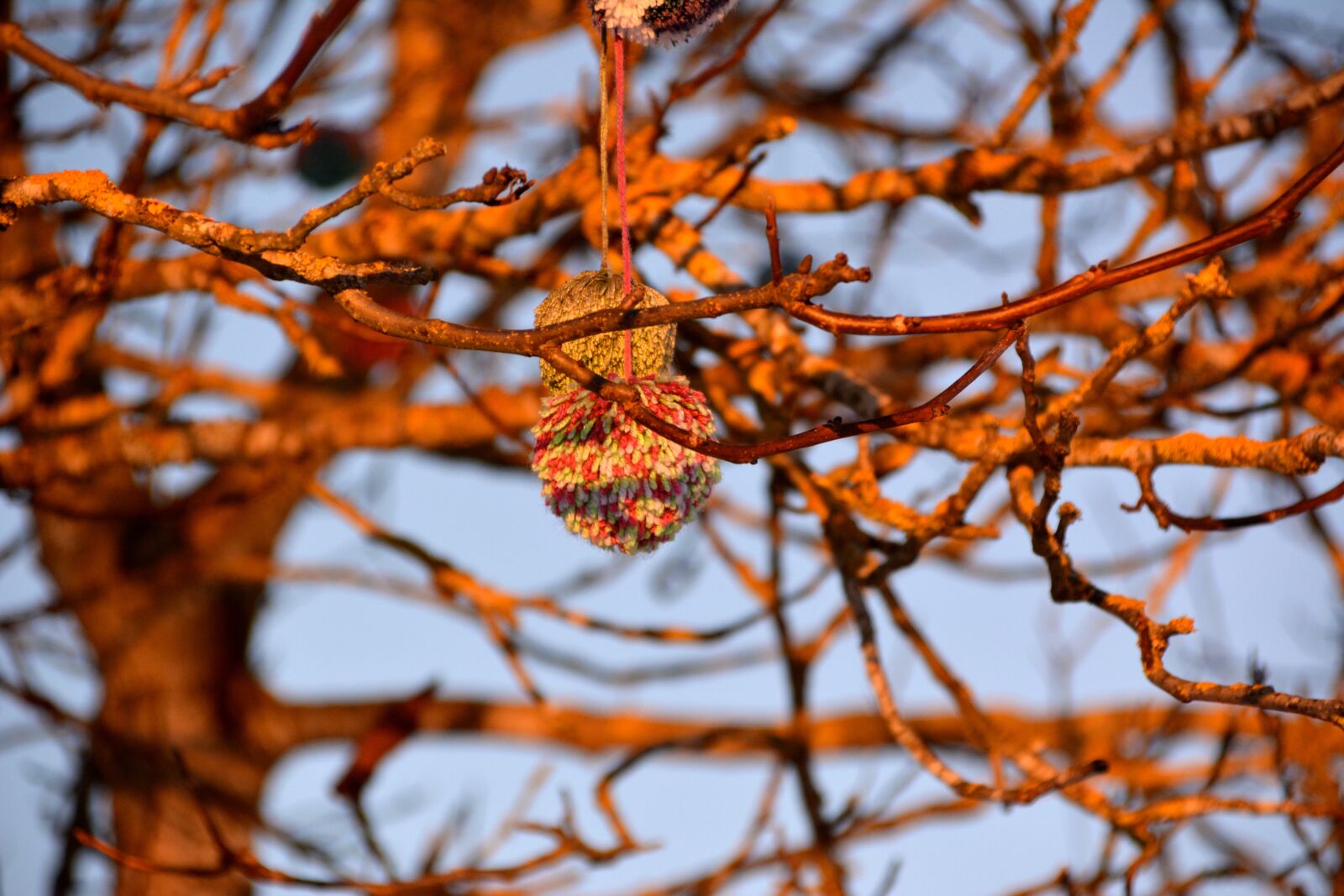 Nikon D5200 sample photo. Tree, deco, nature photography